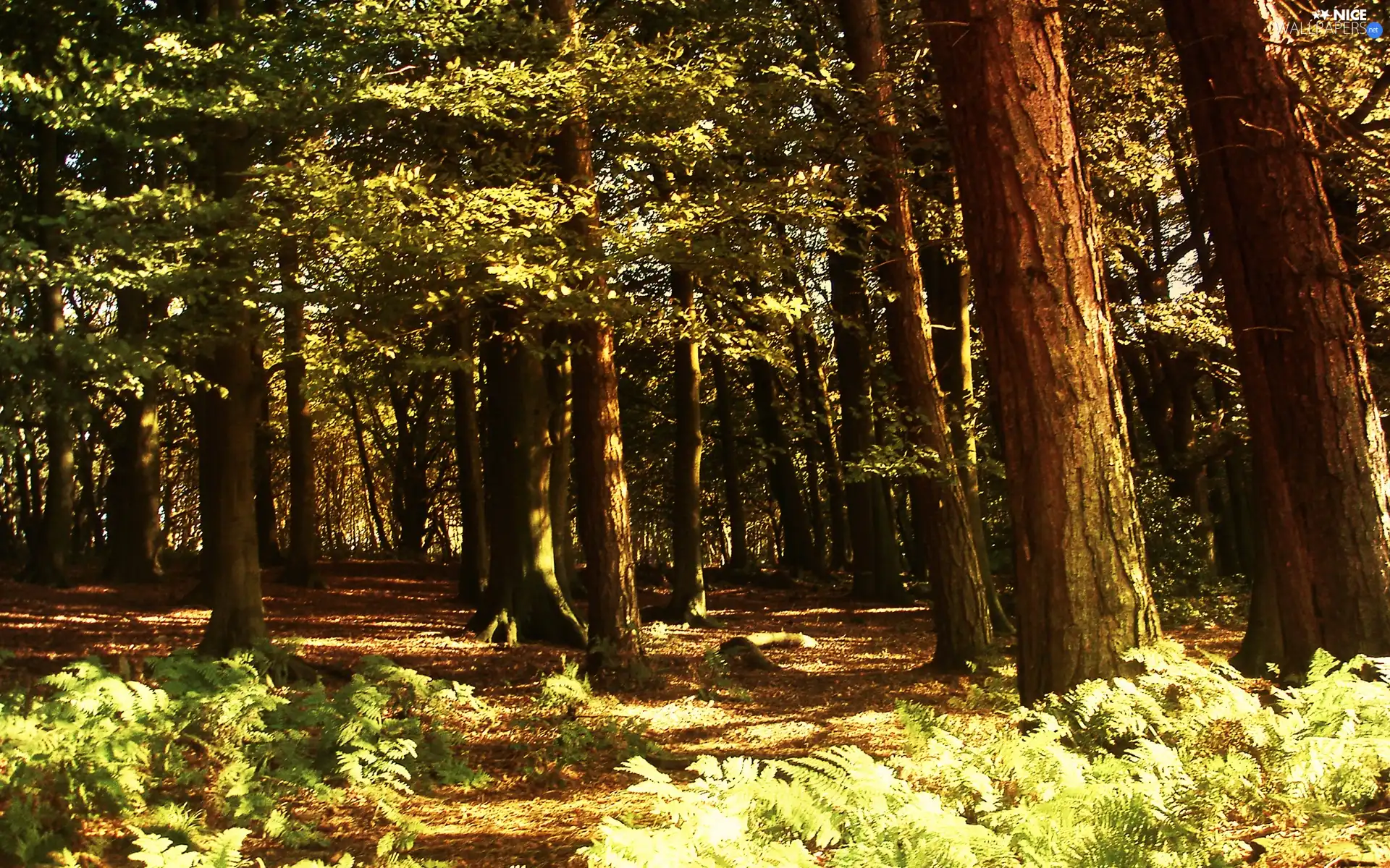 forest, fern, Leaf, trees