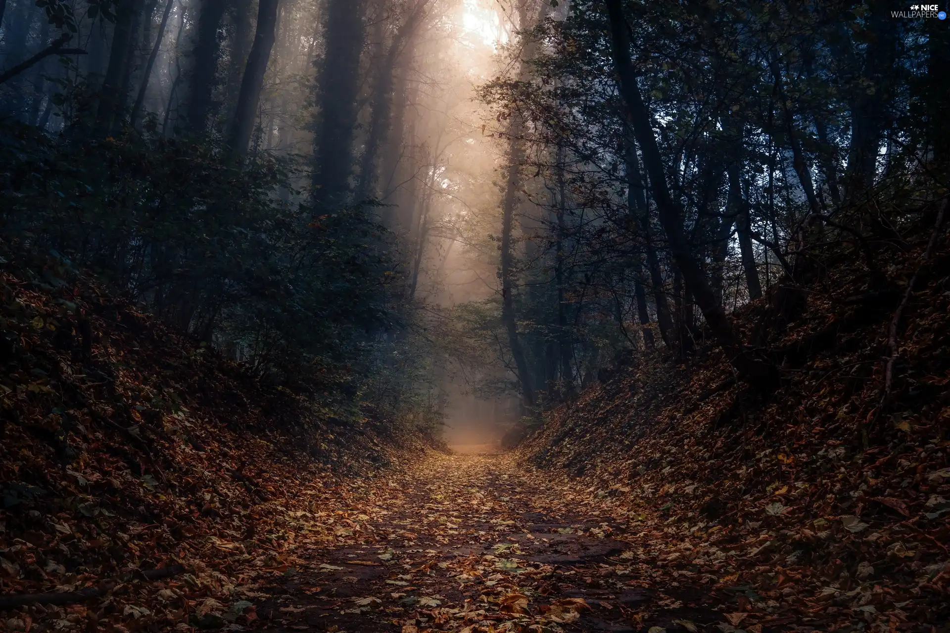 forest, Fog, Leaf, Way