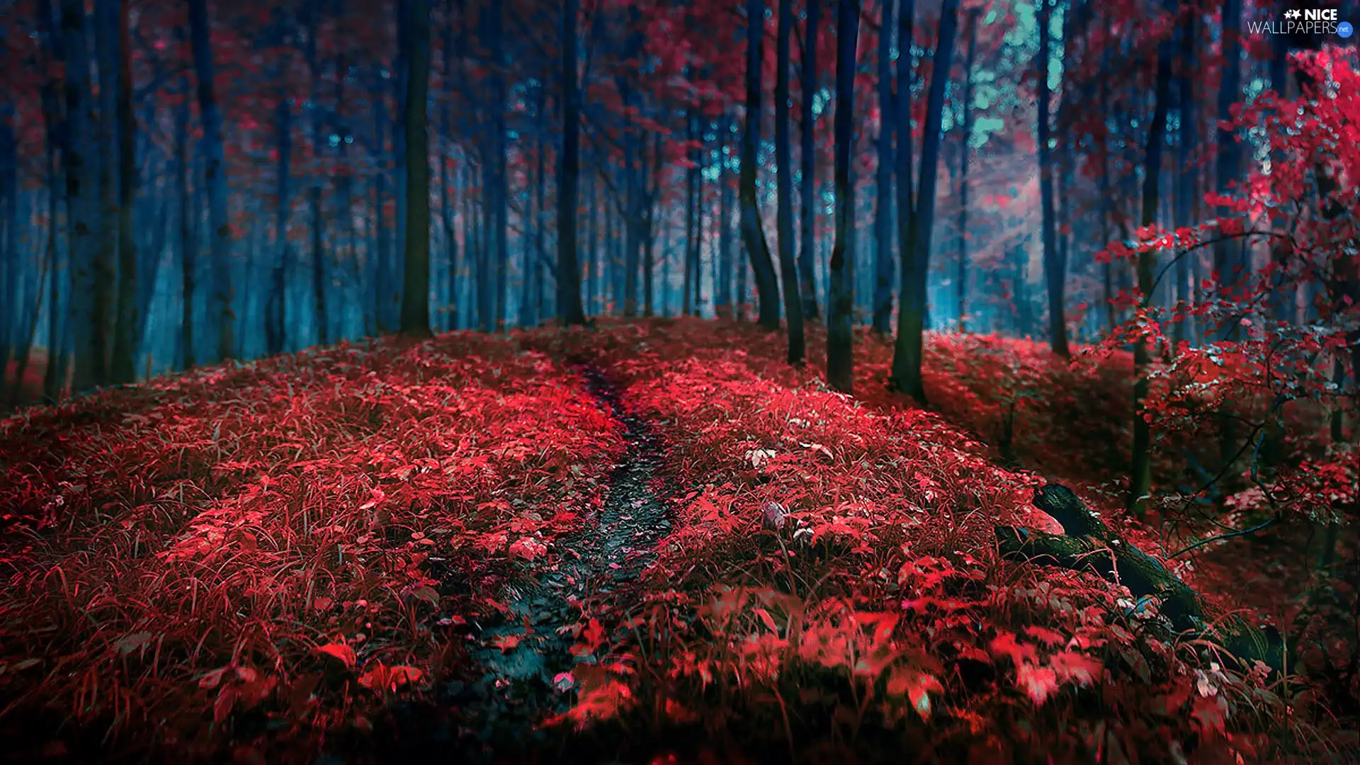 forest, viewes, Leaf, trees