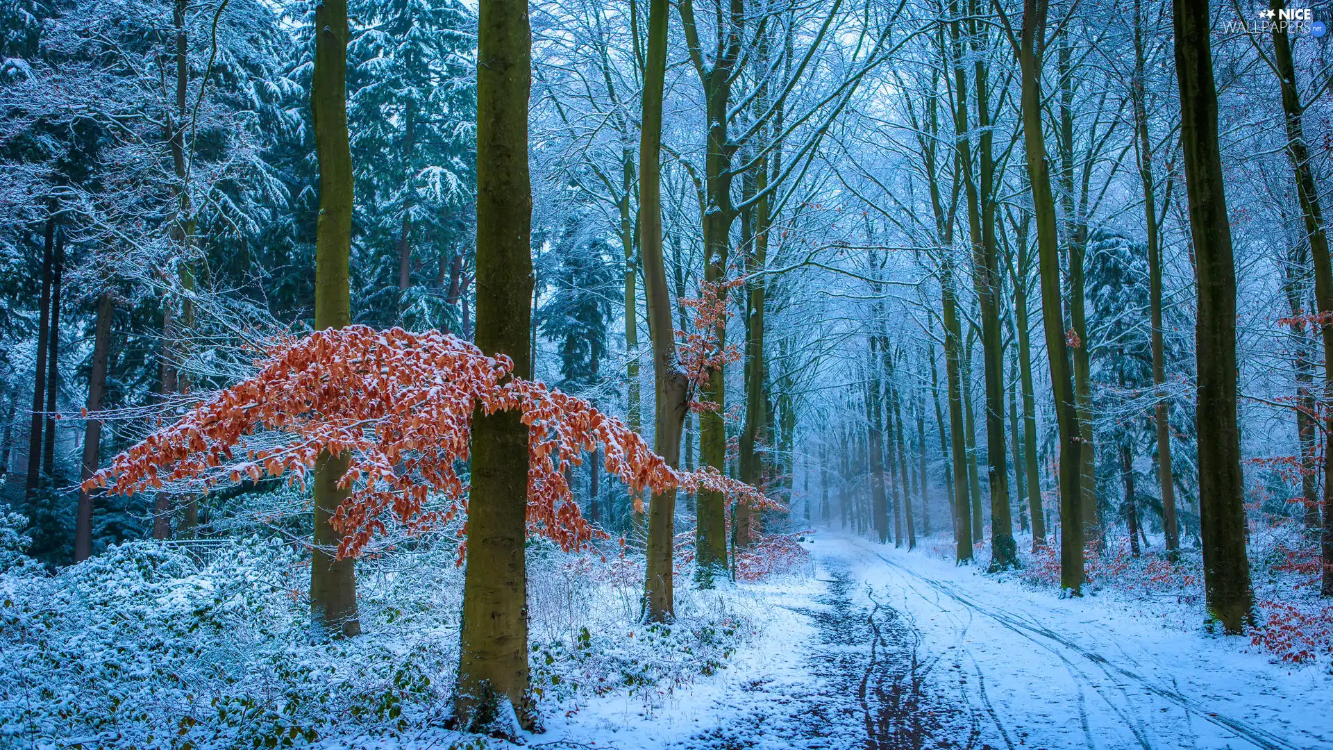Way, winter, viewes, Leaf, trees, forest