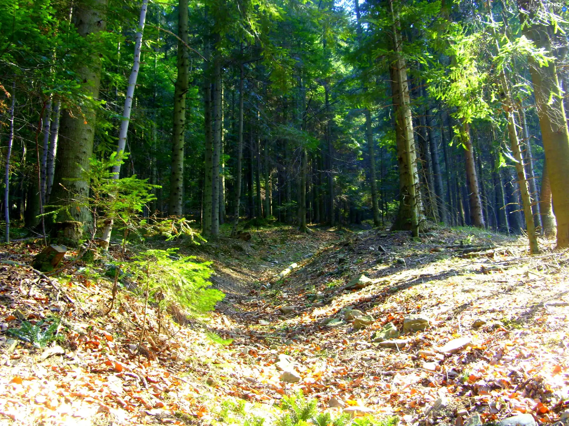 Leaf, Way, forest