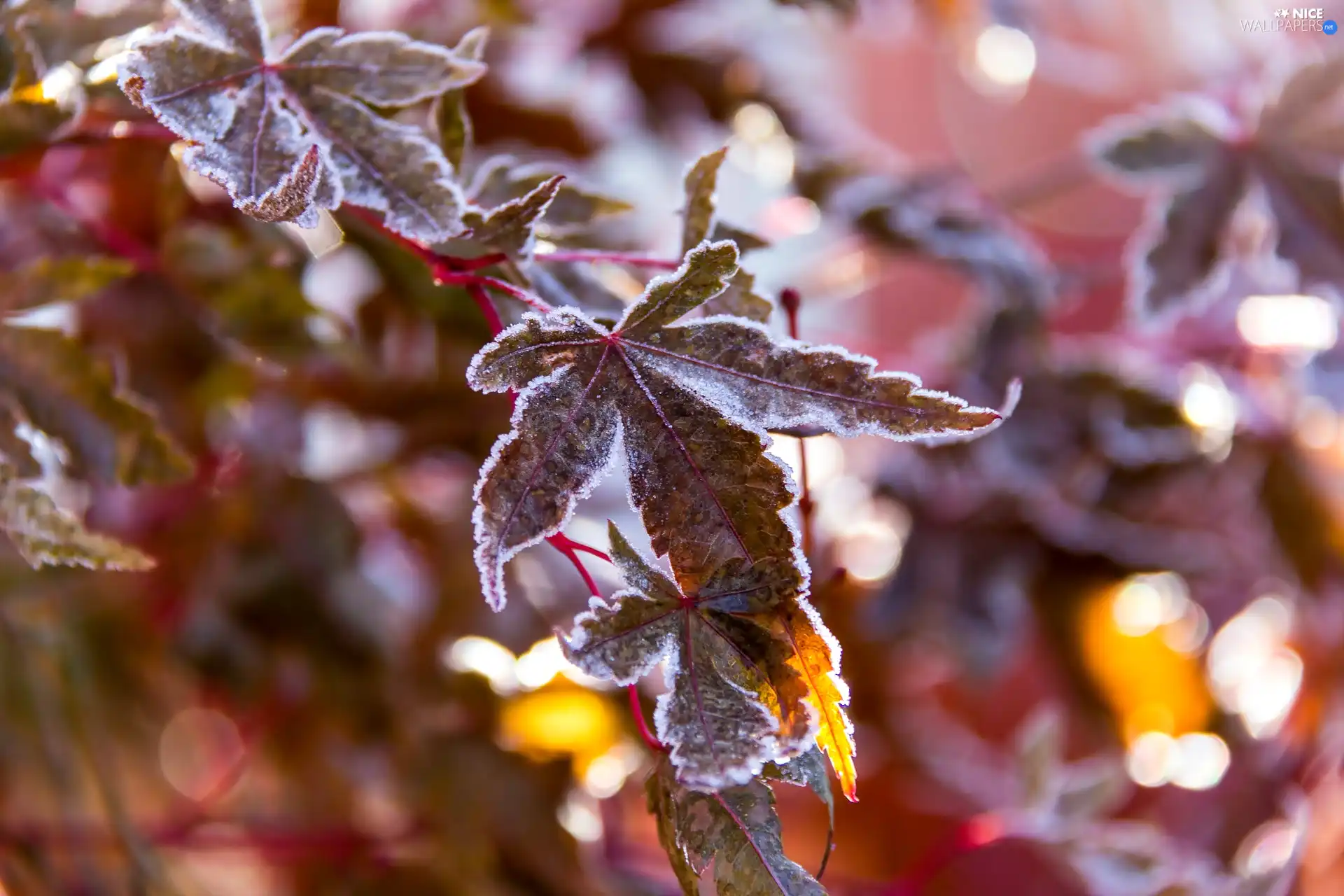 White frost, Autumn, Leaf