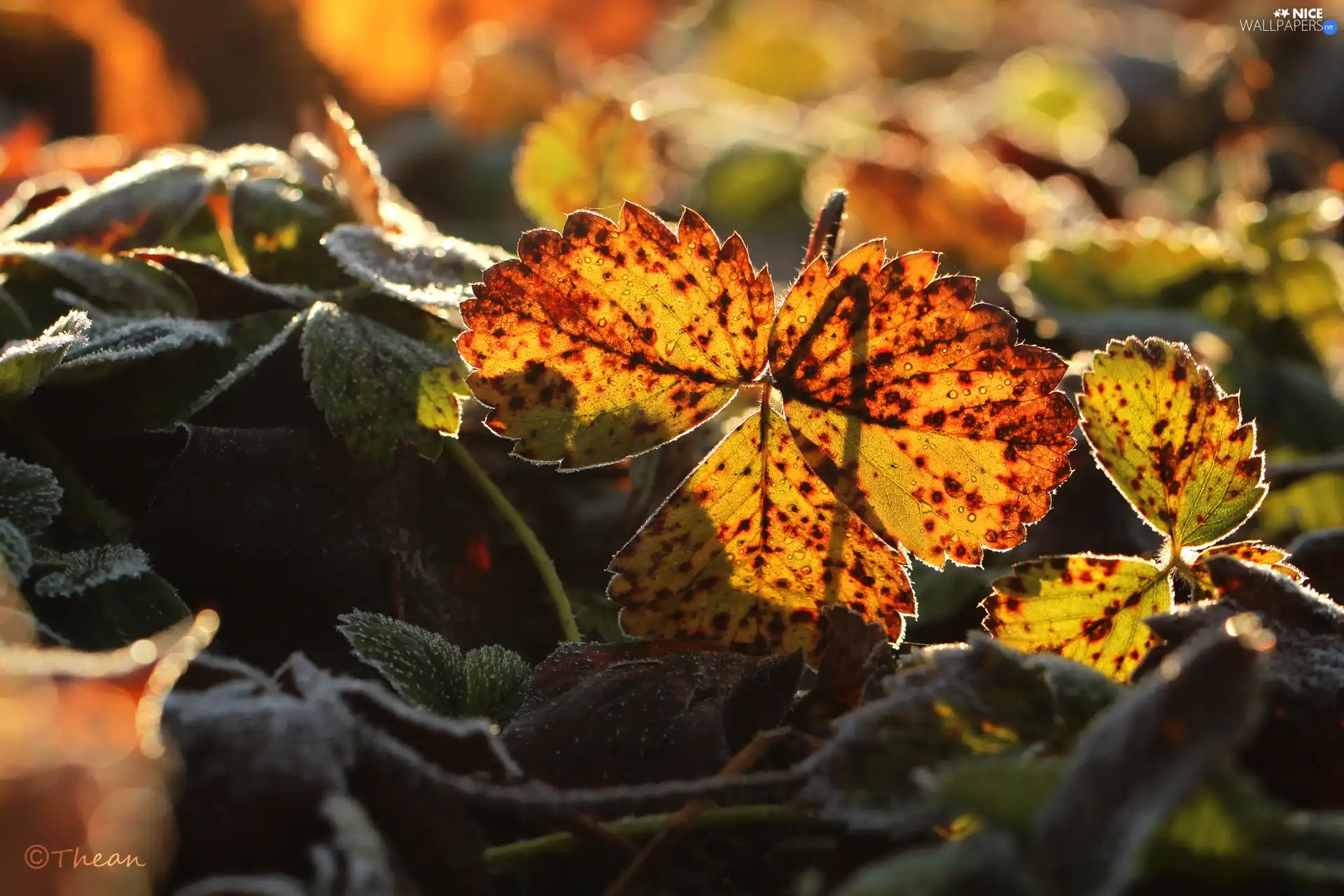 frozen, Leaf