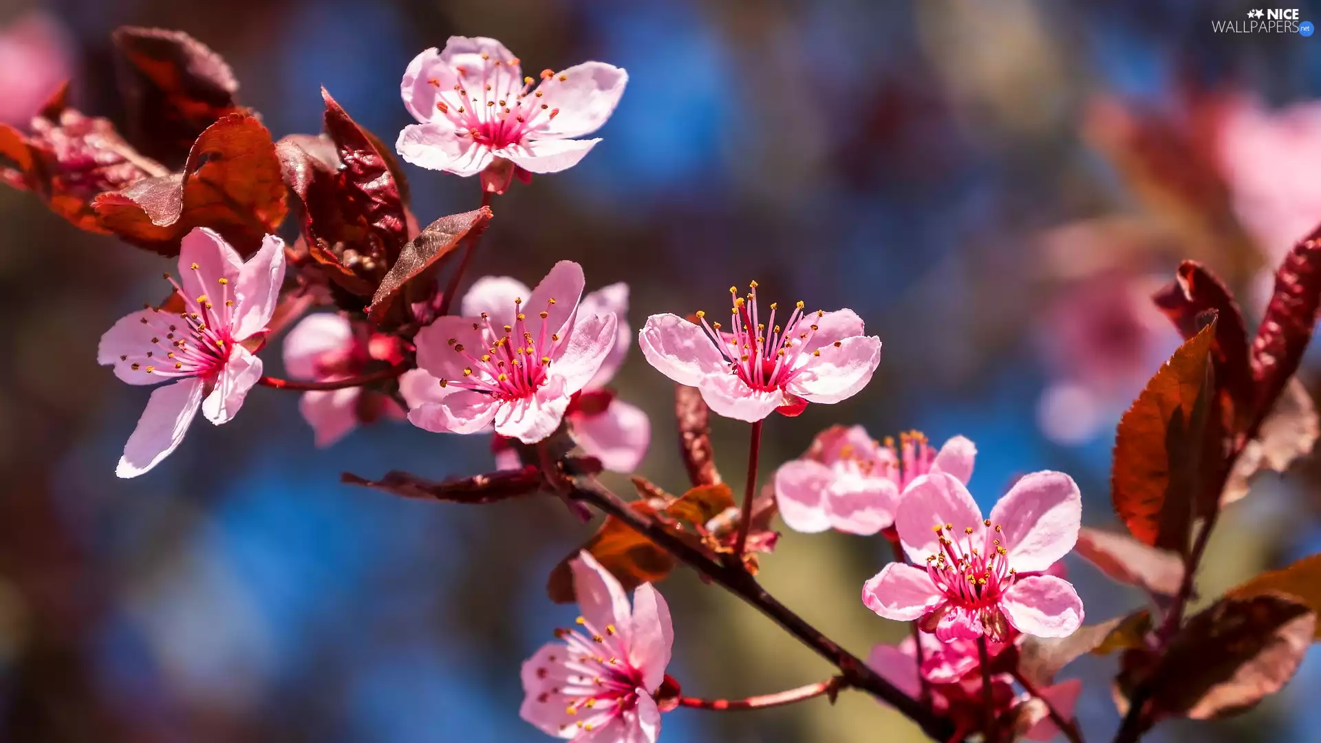 Pink, twig, Fruit Tree, Plum-tree, Flowers, Leaf