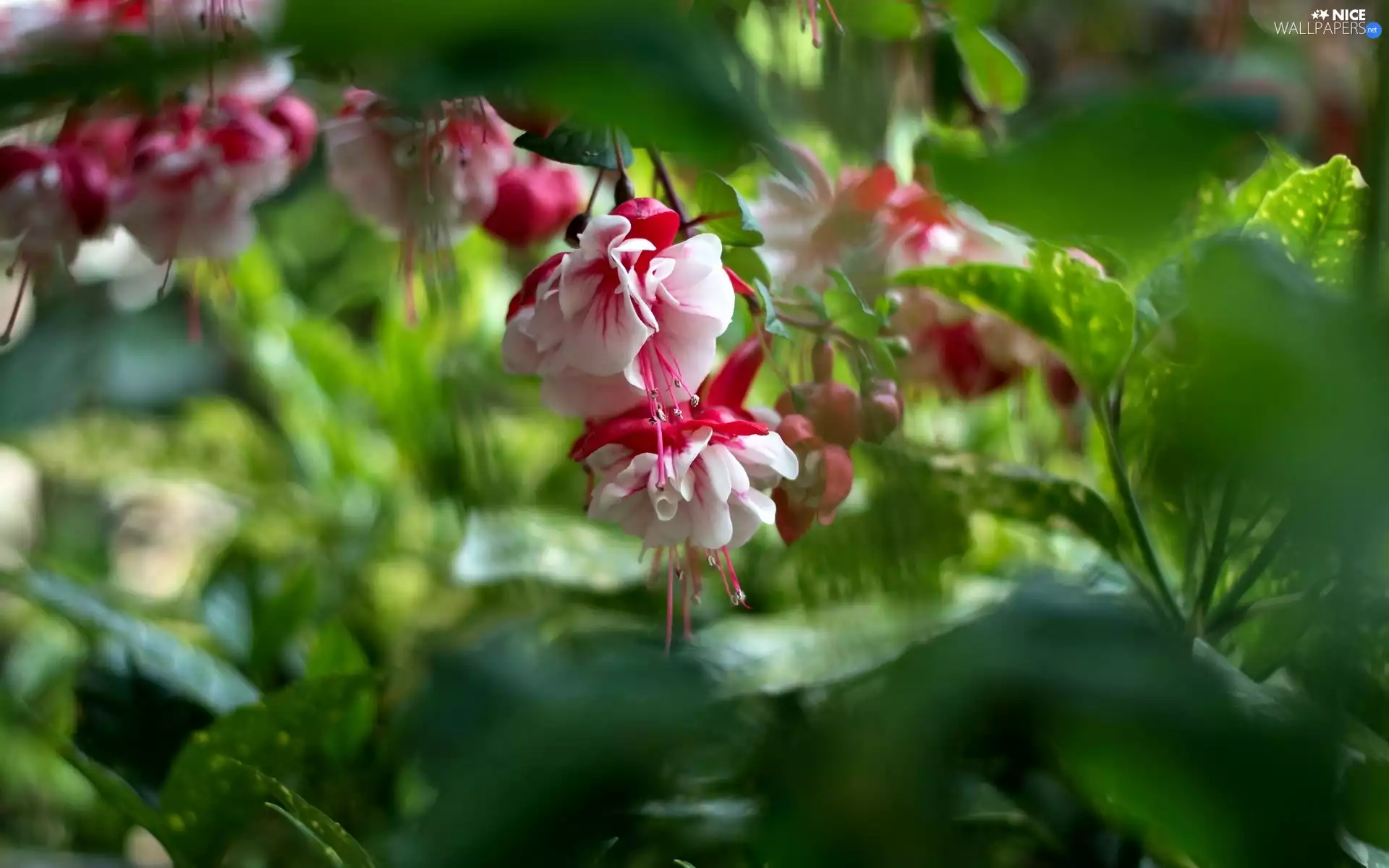 Leaf, Flowers, fuchsia