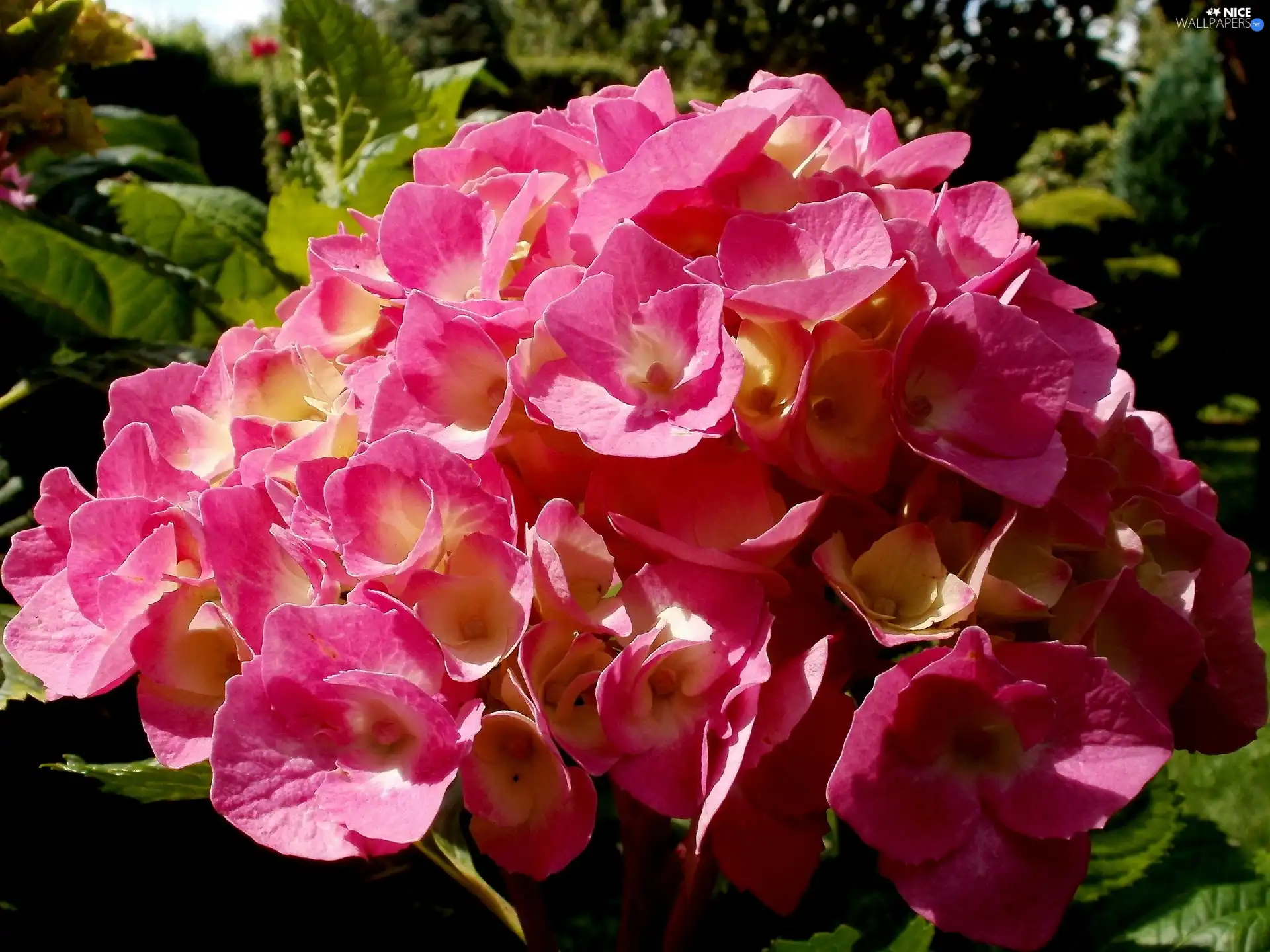 Leaf, Garden, hydrangea, Pink, Colourfull Flowers