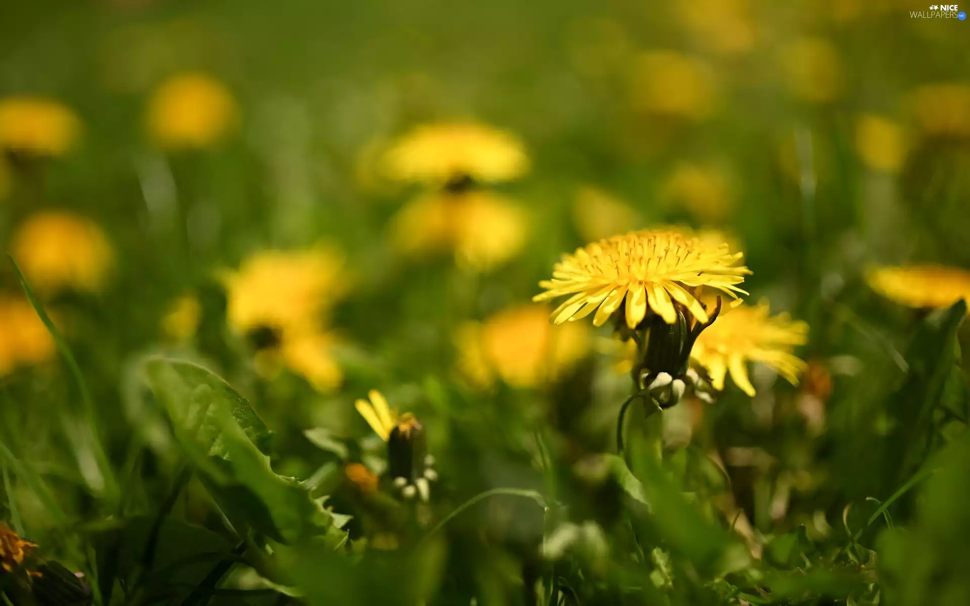 dandelion, Leaf, grass, Colourfull Flowers