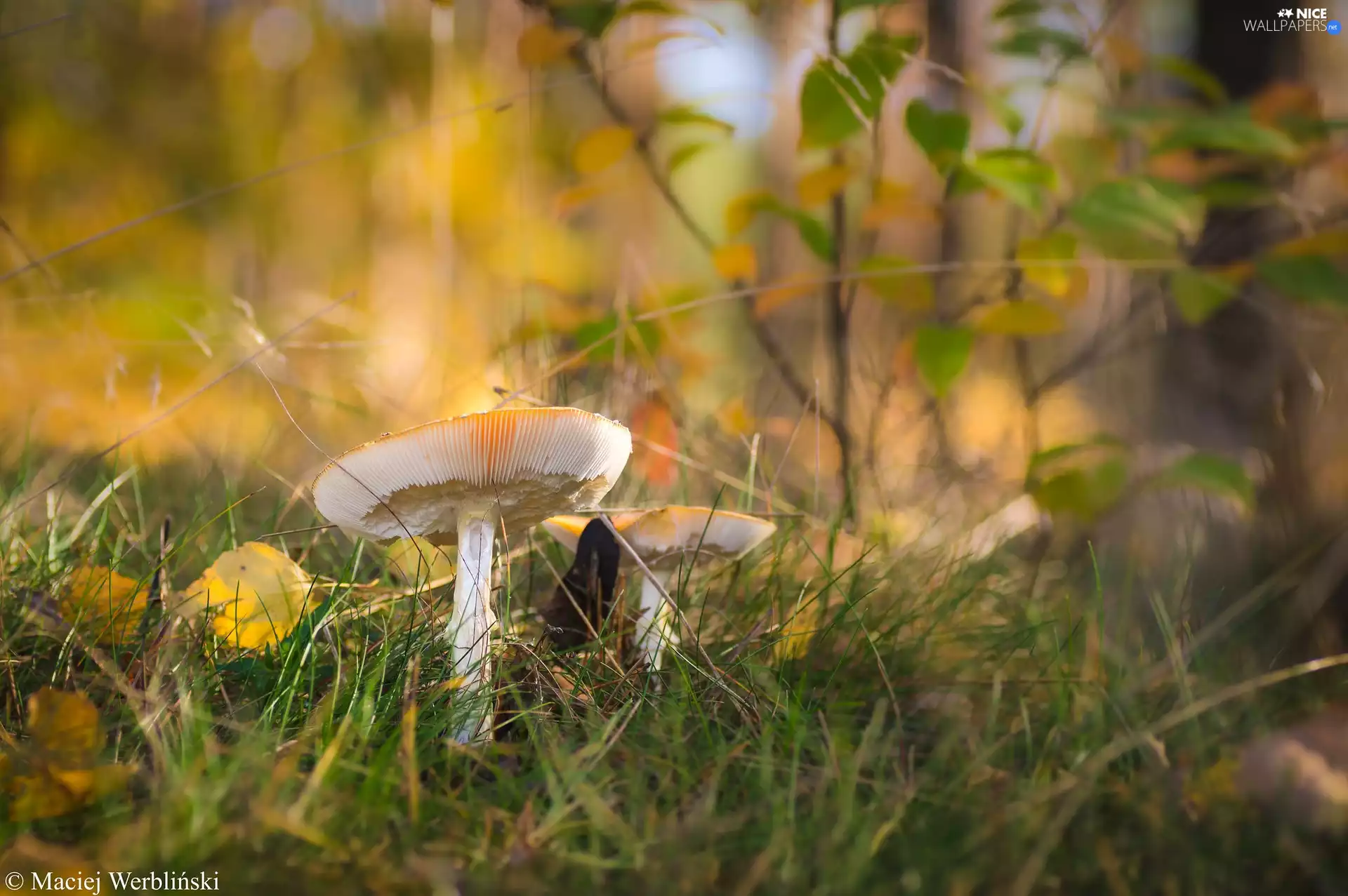 leaf, mushrooms, grass