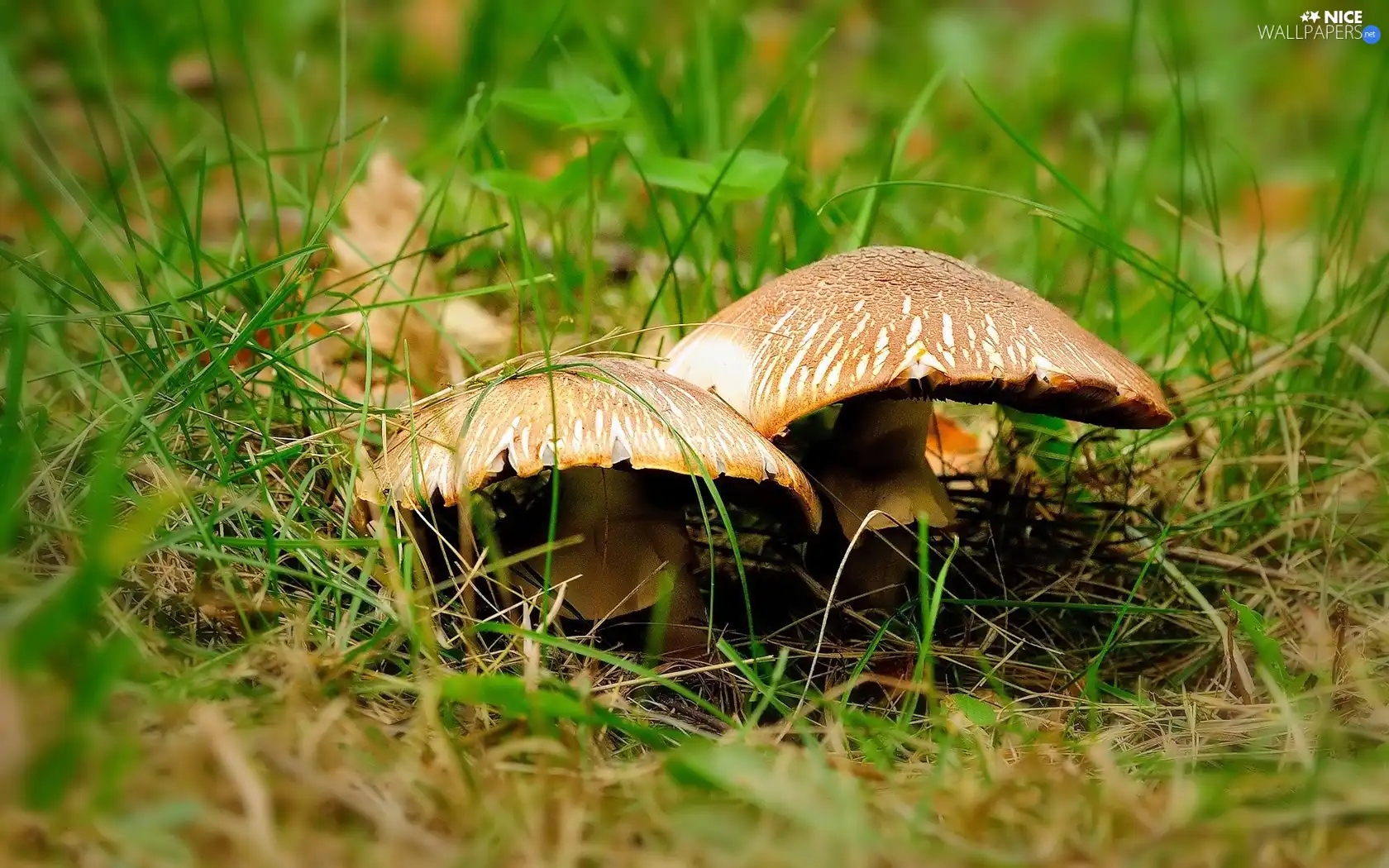 Leaf, mushrooms, grass