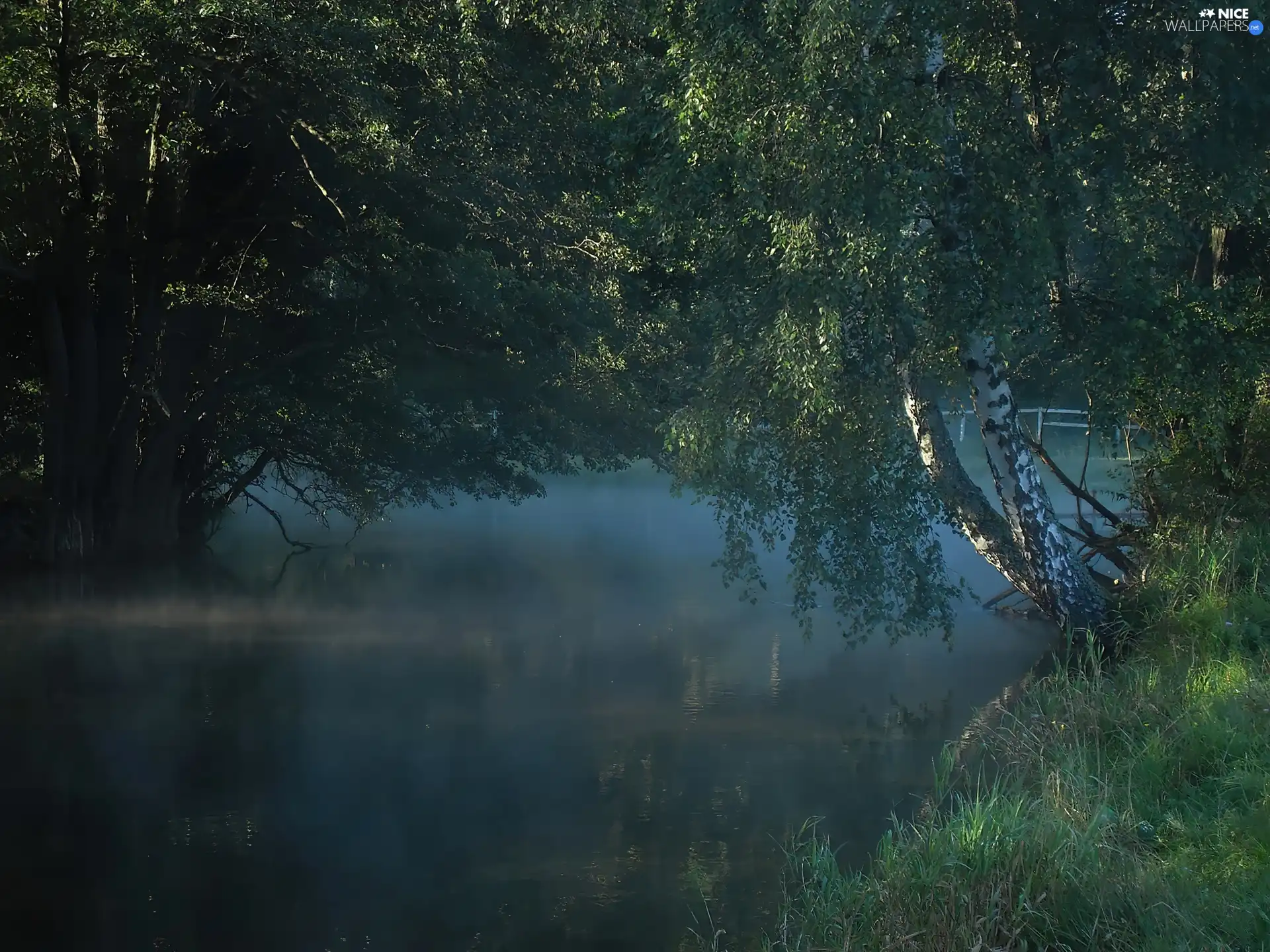 Leaf, grass, Fog, birch-tree, River