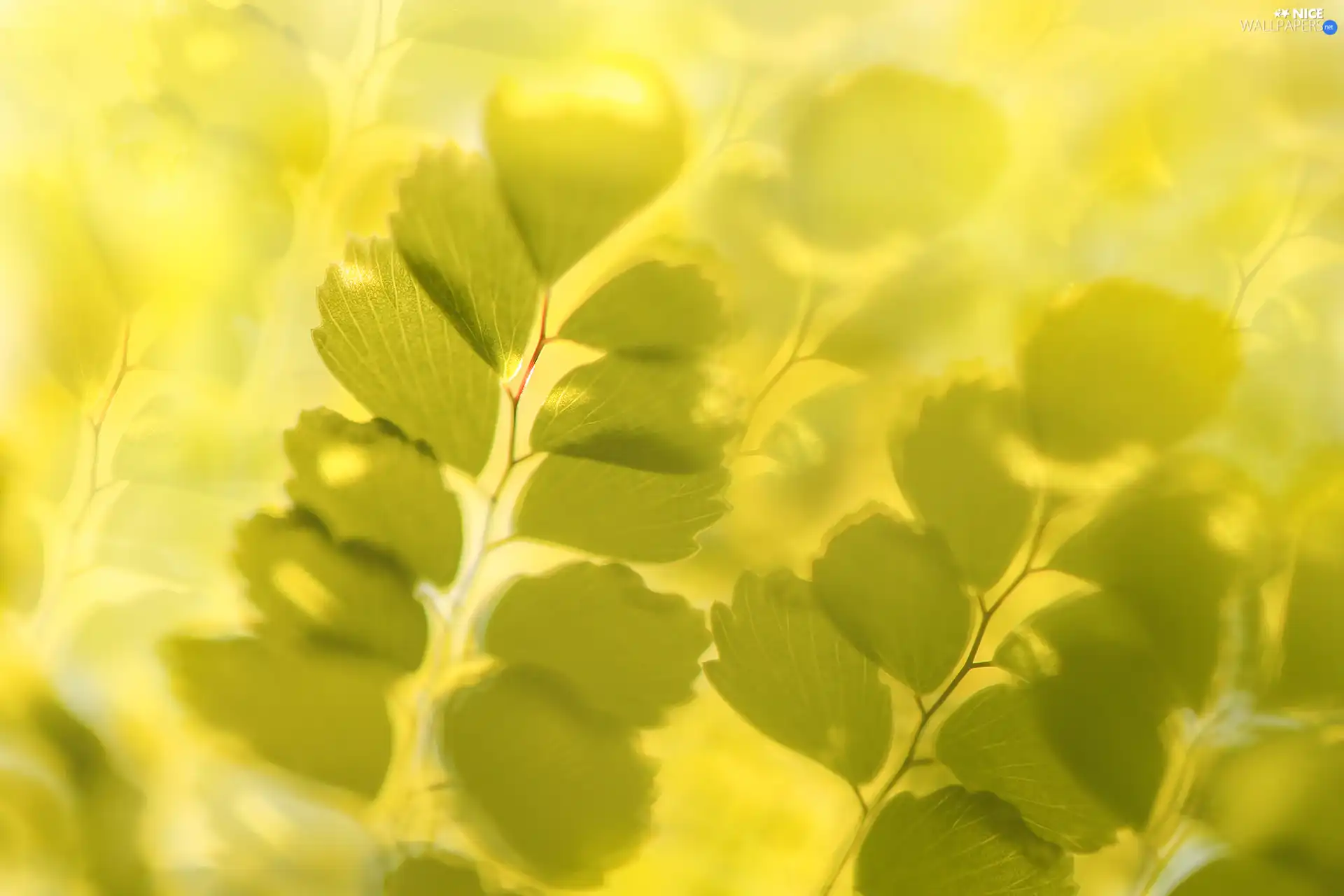 plant, green ones, Leaf