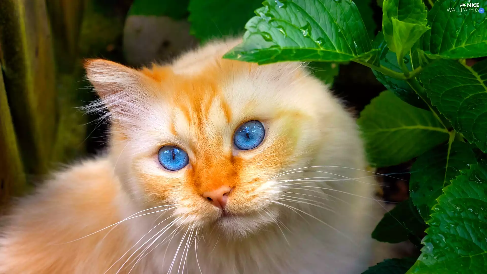 cat, Leaf, green ones, Sponge