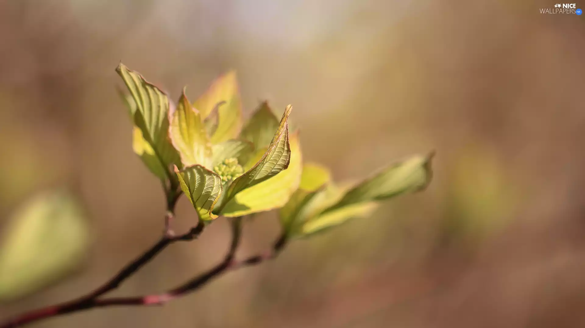 green ones, twig, Leaf