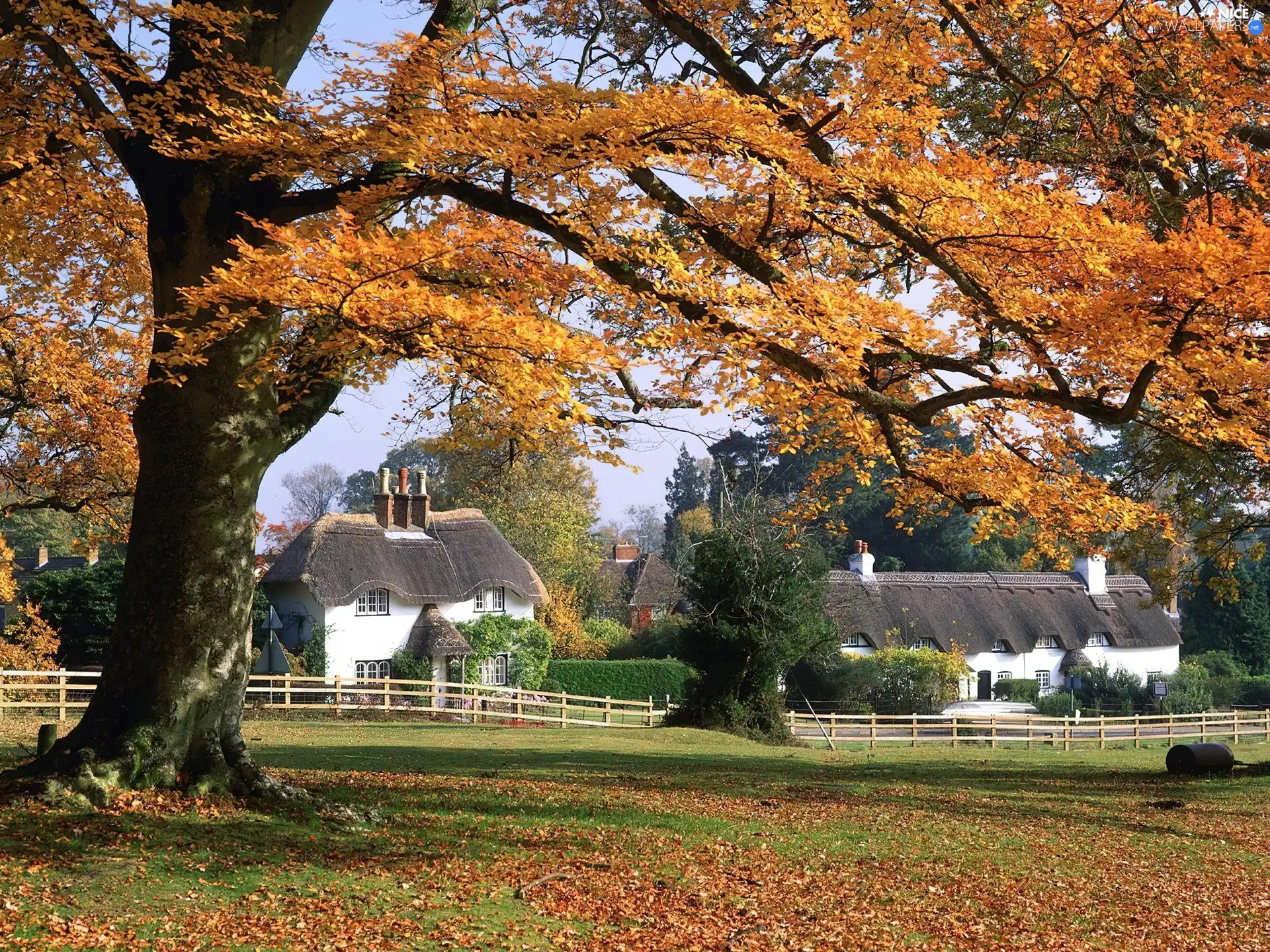 Leaf, Houses, trees, Yellow, Big