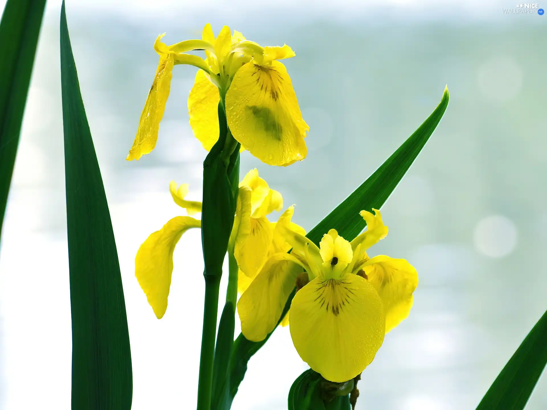 Leaf, Yellow, iris