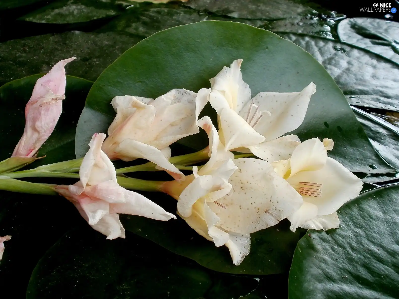 gladiolus, Leaf