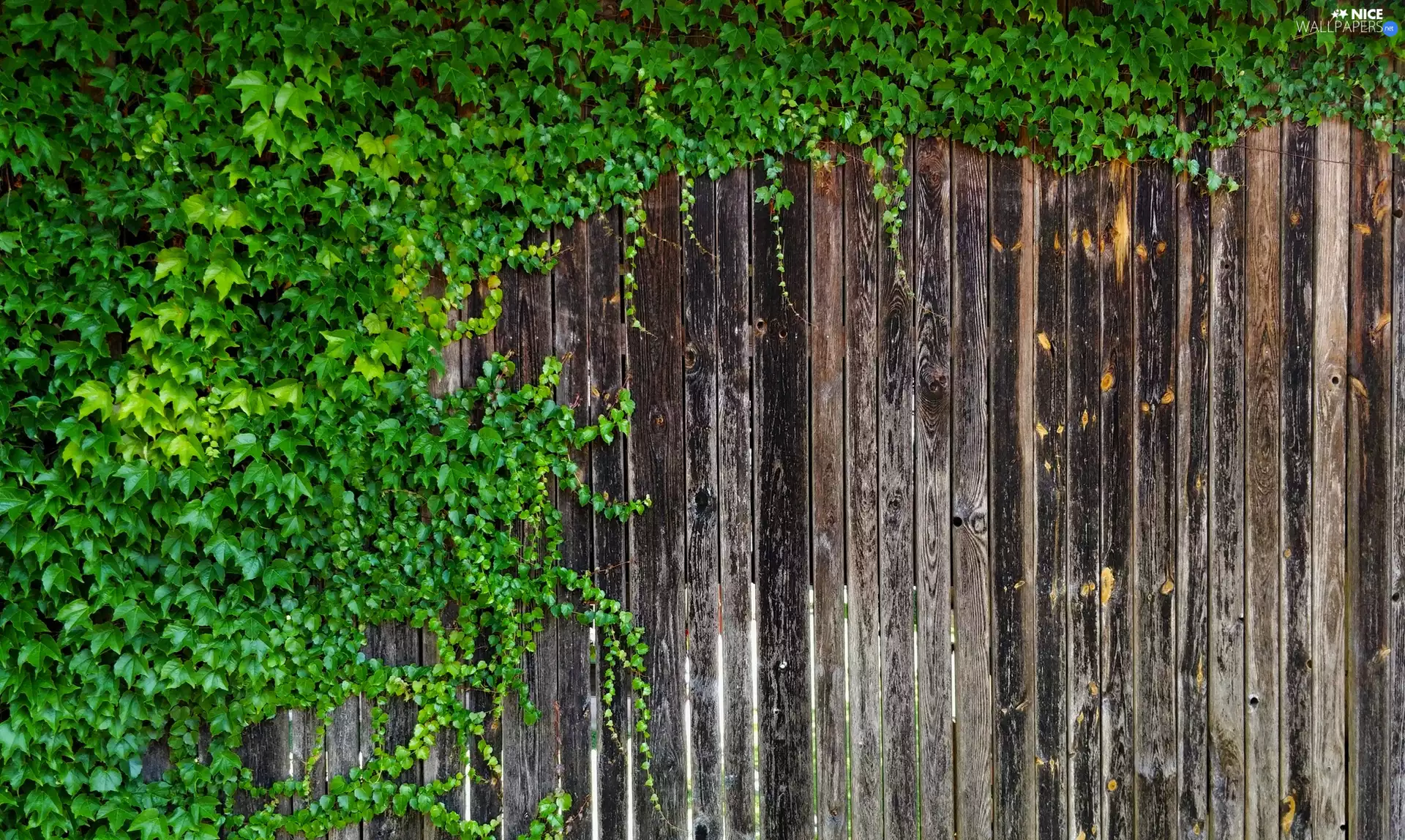 ivy, Fance, boarding, Leaf