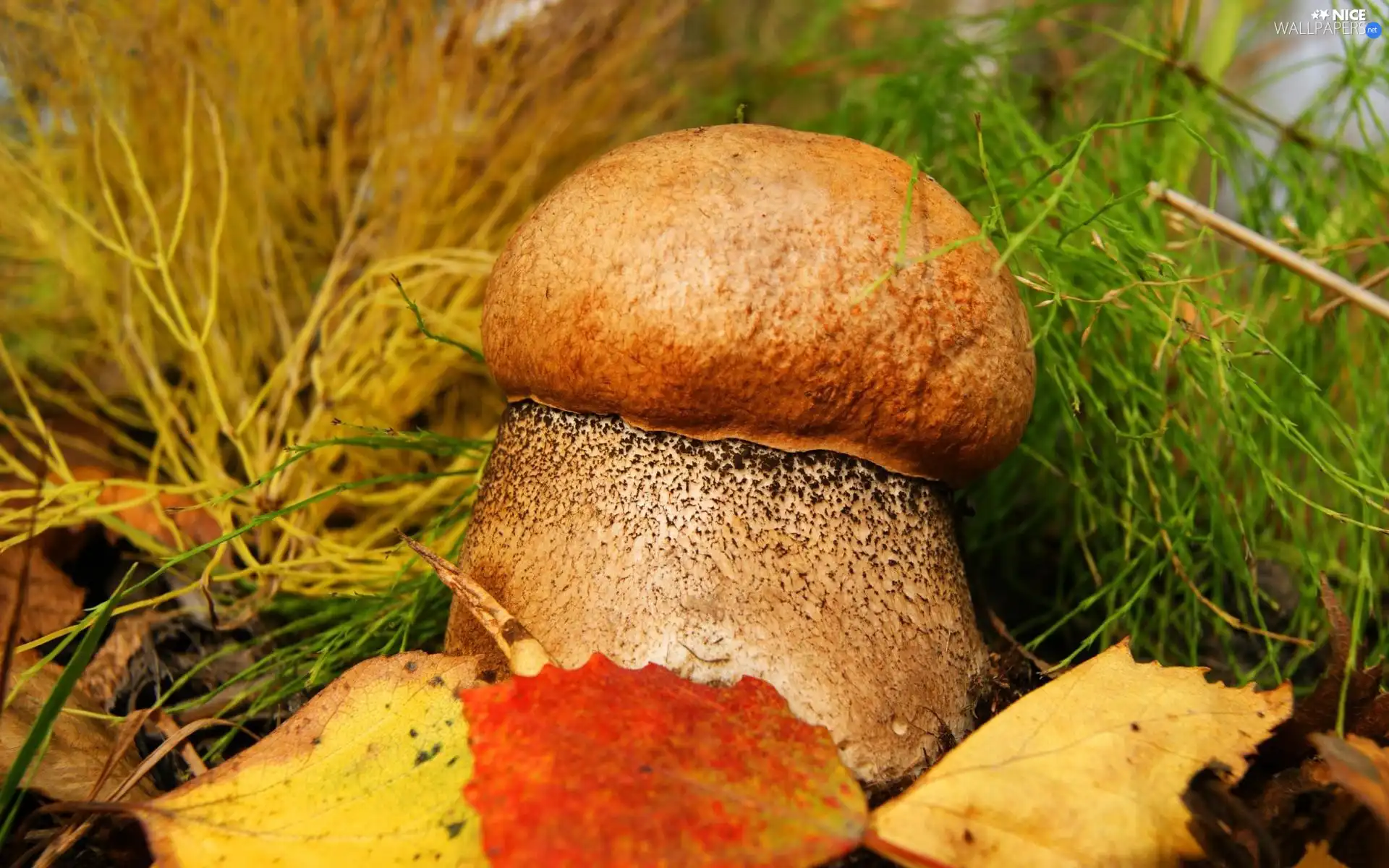 Leaf, Red, Leccinum