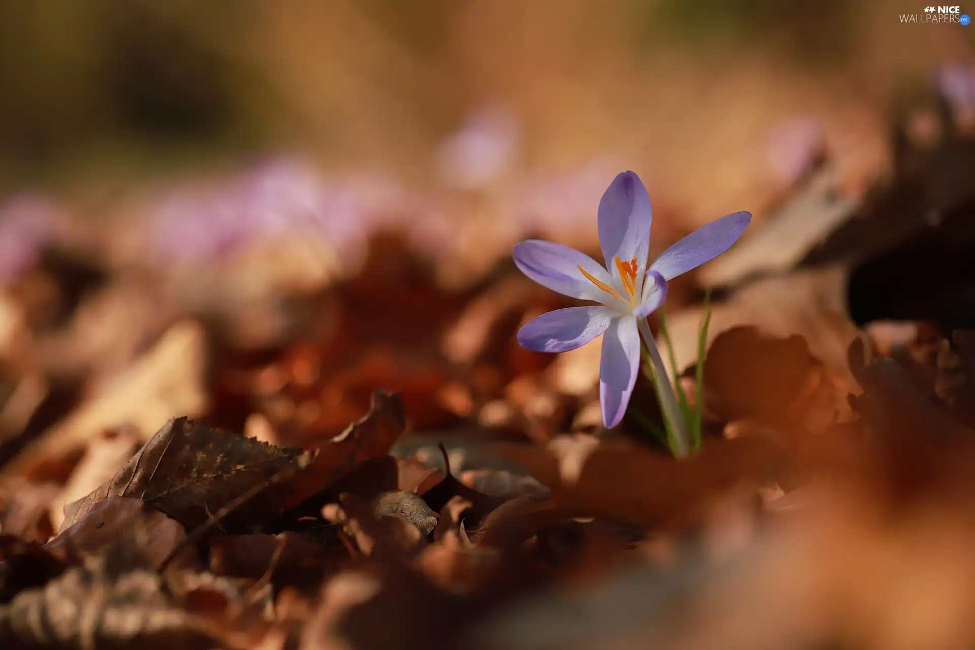 dry, Leaf, lilac, crocus, developed