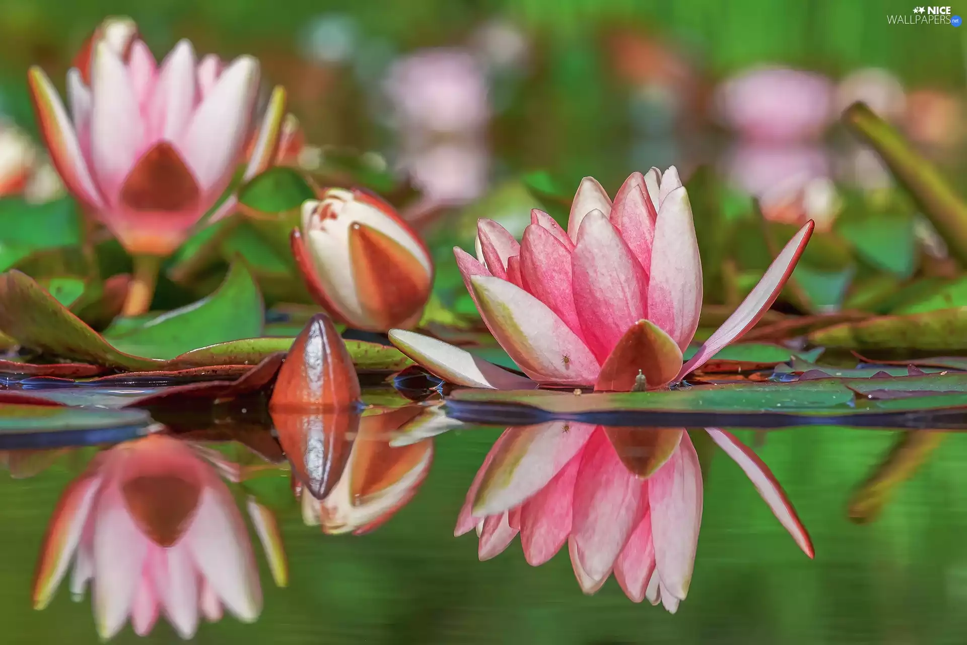 water, reflection, bud, Leaf, Water lilies