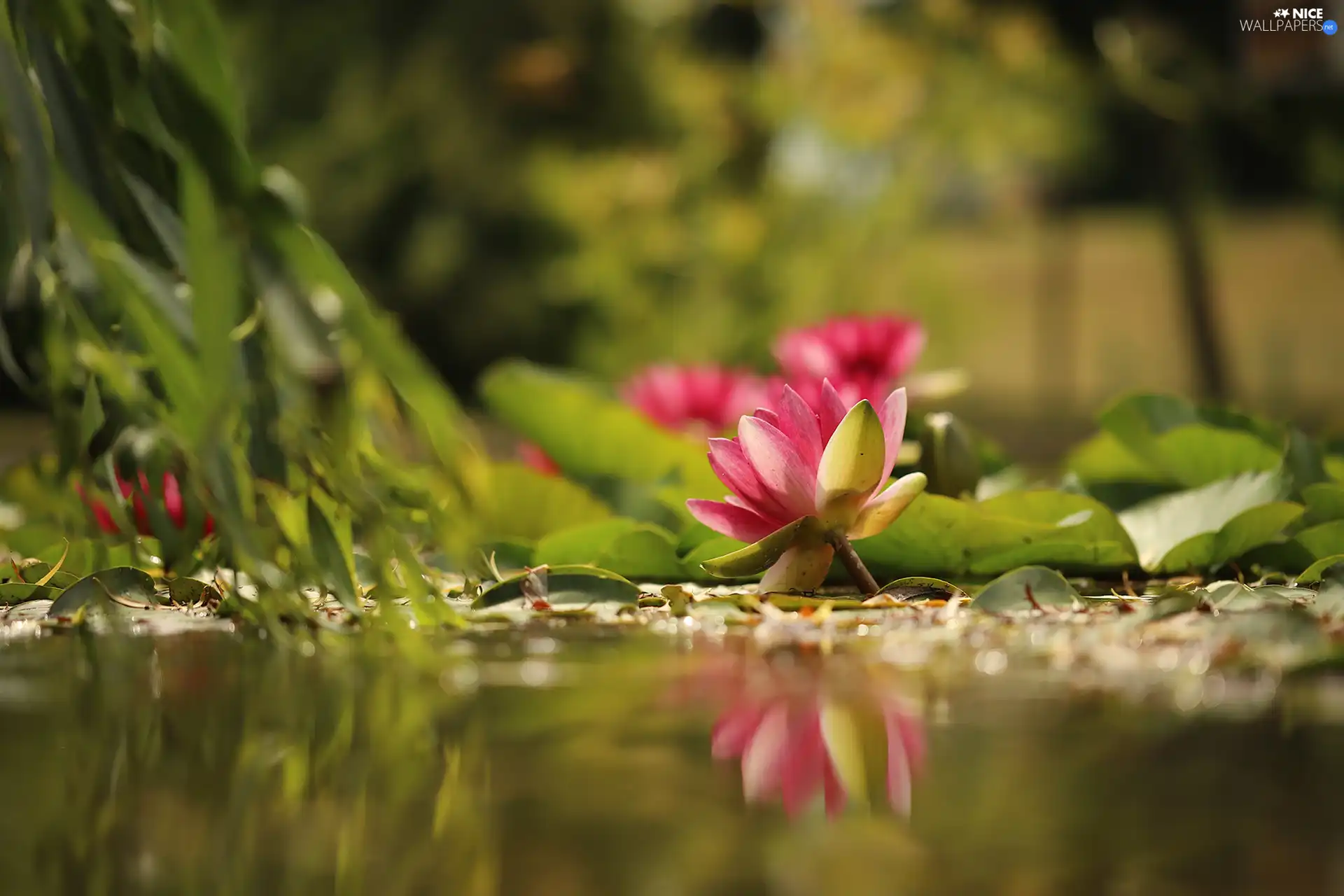 Waterlily, Water lilies, Leaf, rapprochement, Flowers, Nenufary