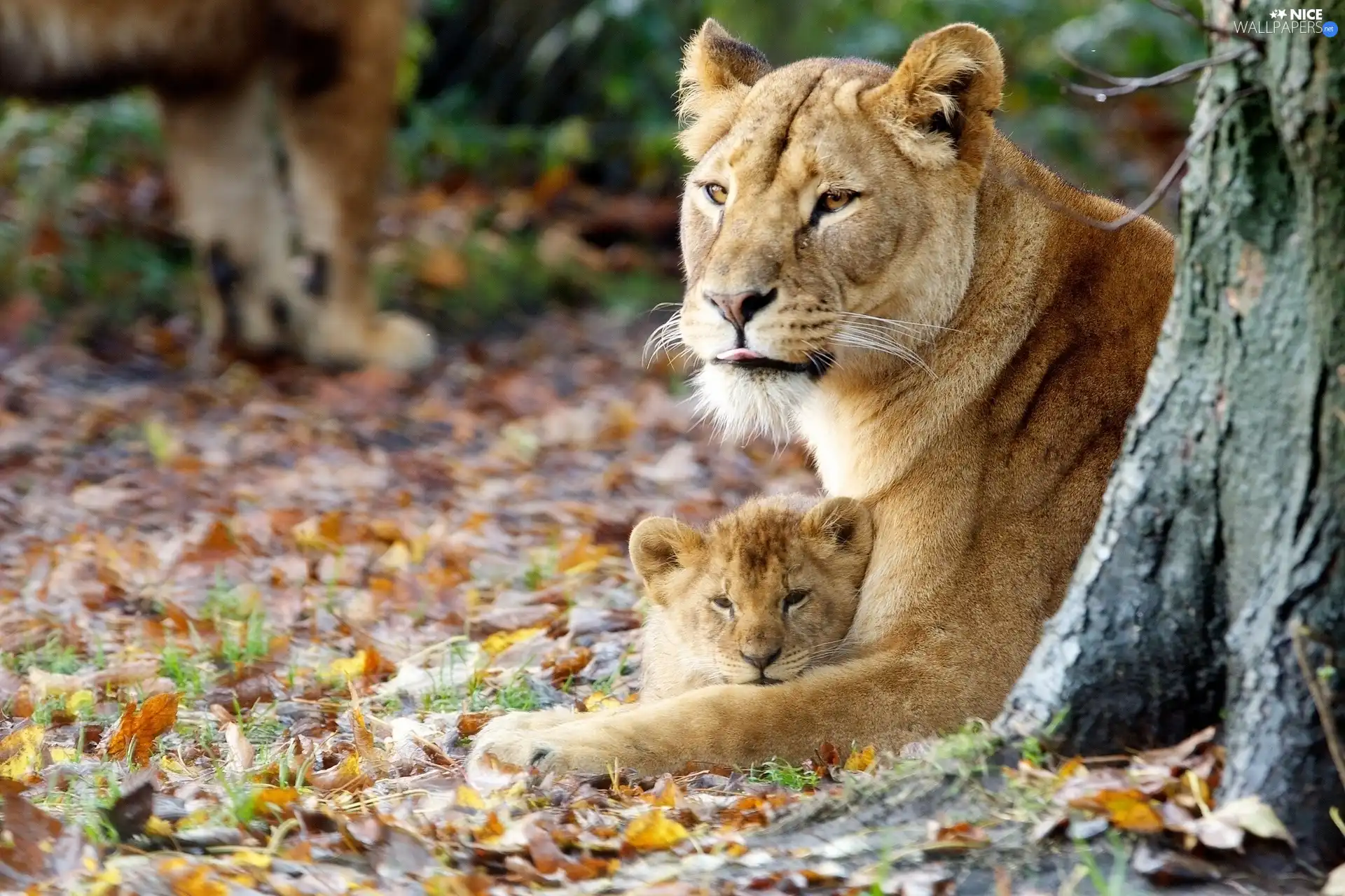 Leaf, Lioness, lion