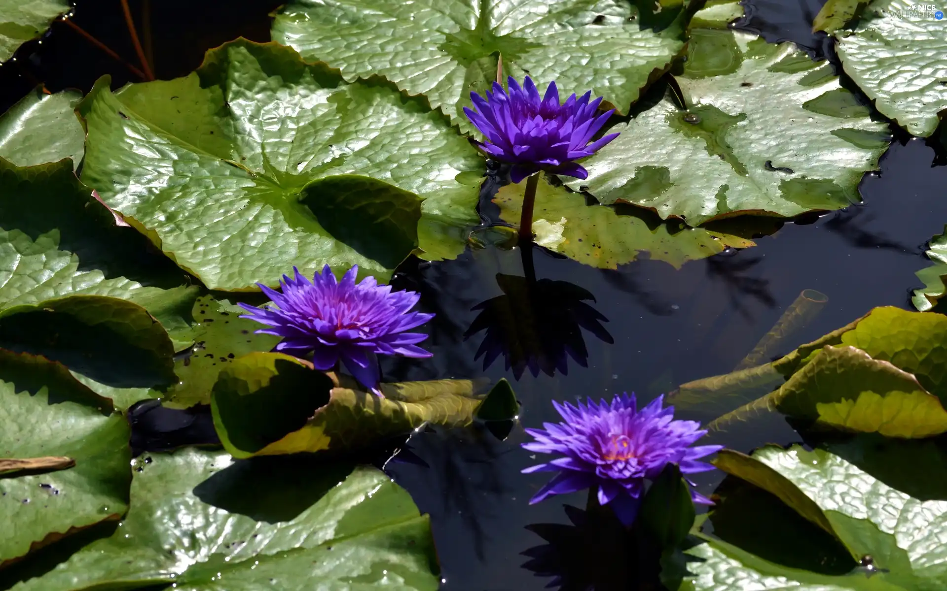 water-lily, Flowers, Leaf