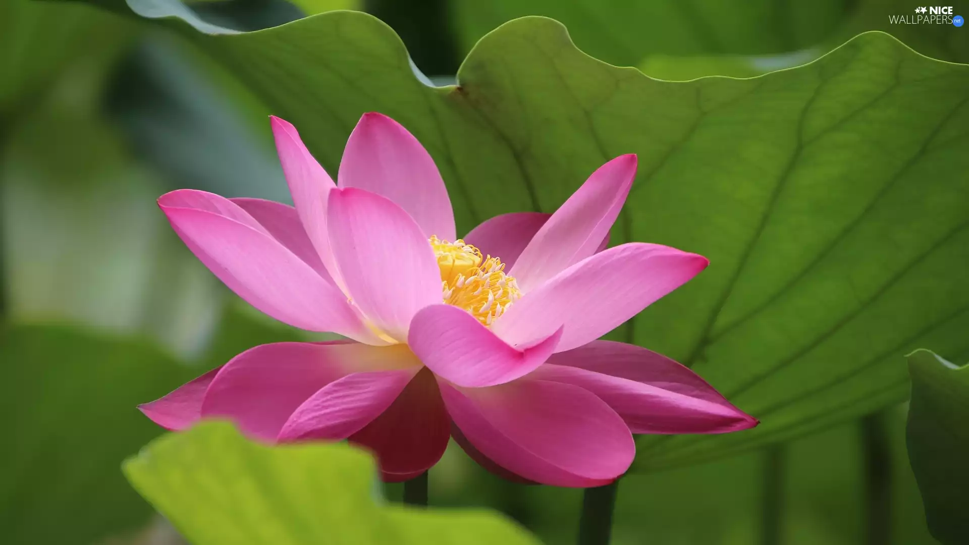 leaf, Pink, lotus