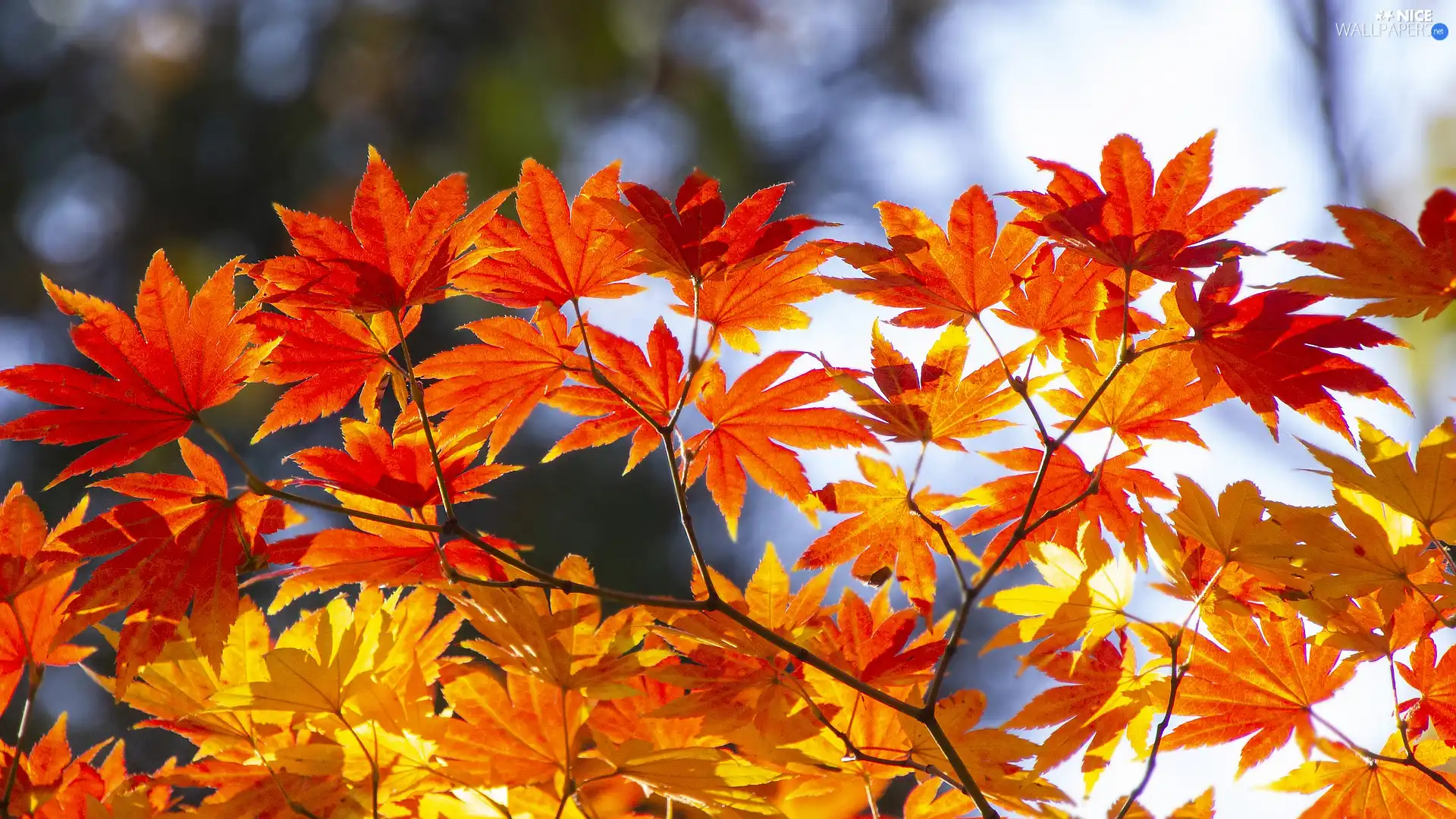 maple, Twigs, autumn, Leaf