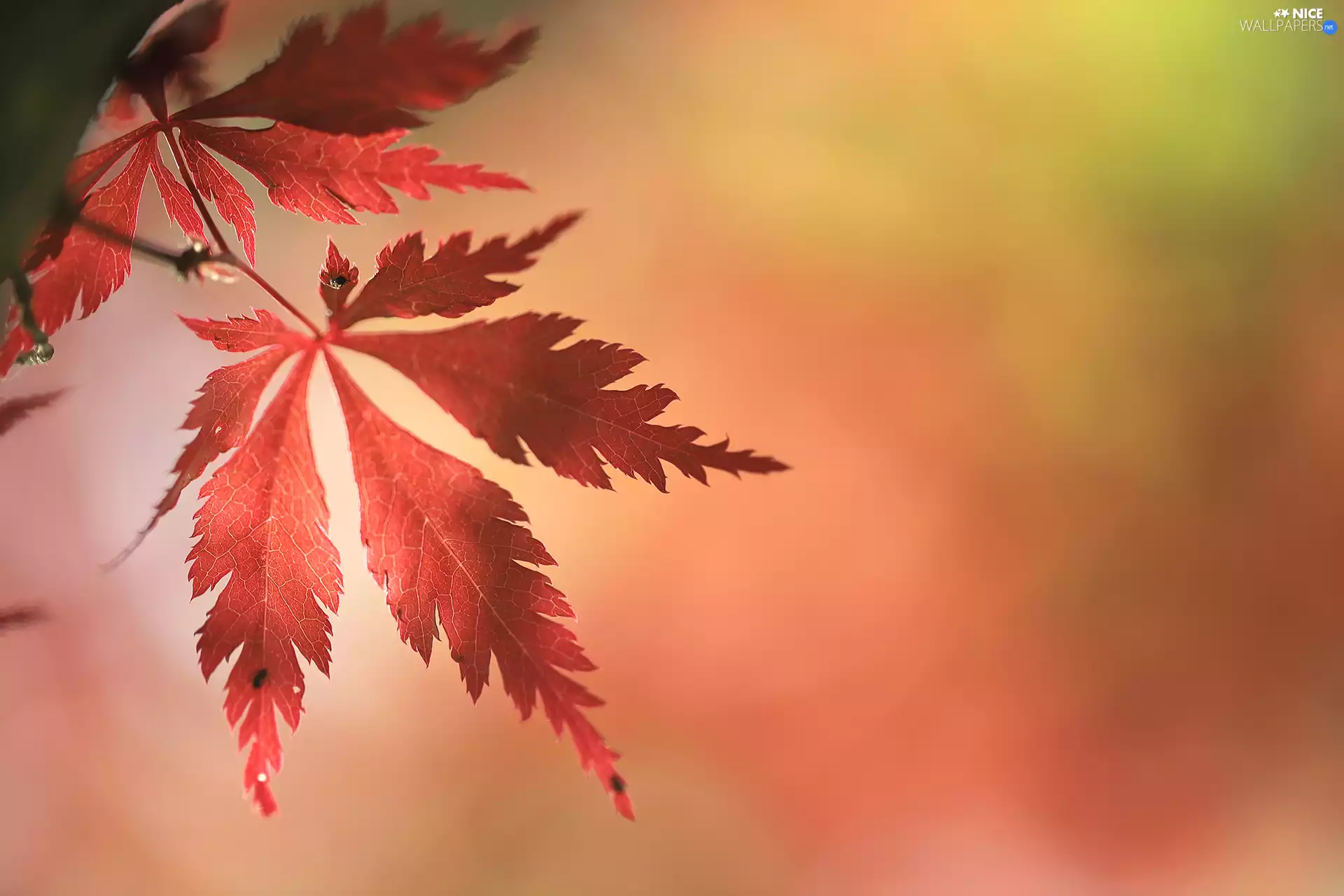 Maple Palm, Red, leaf
