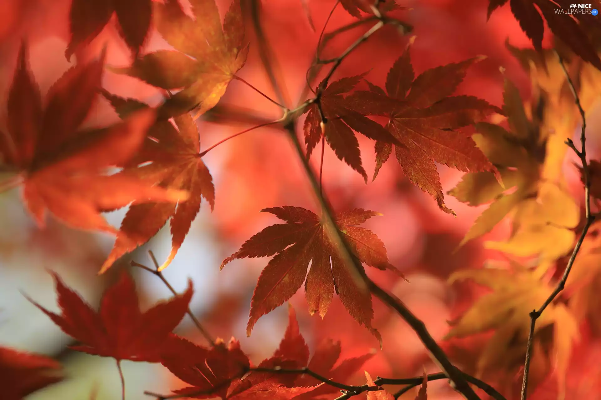 Maple Palm, Red, Leaf