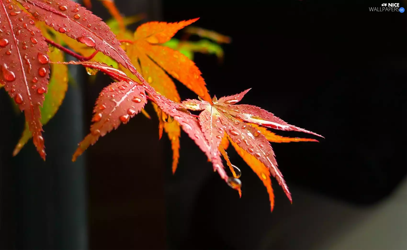 Leaf, maple