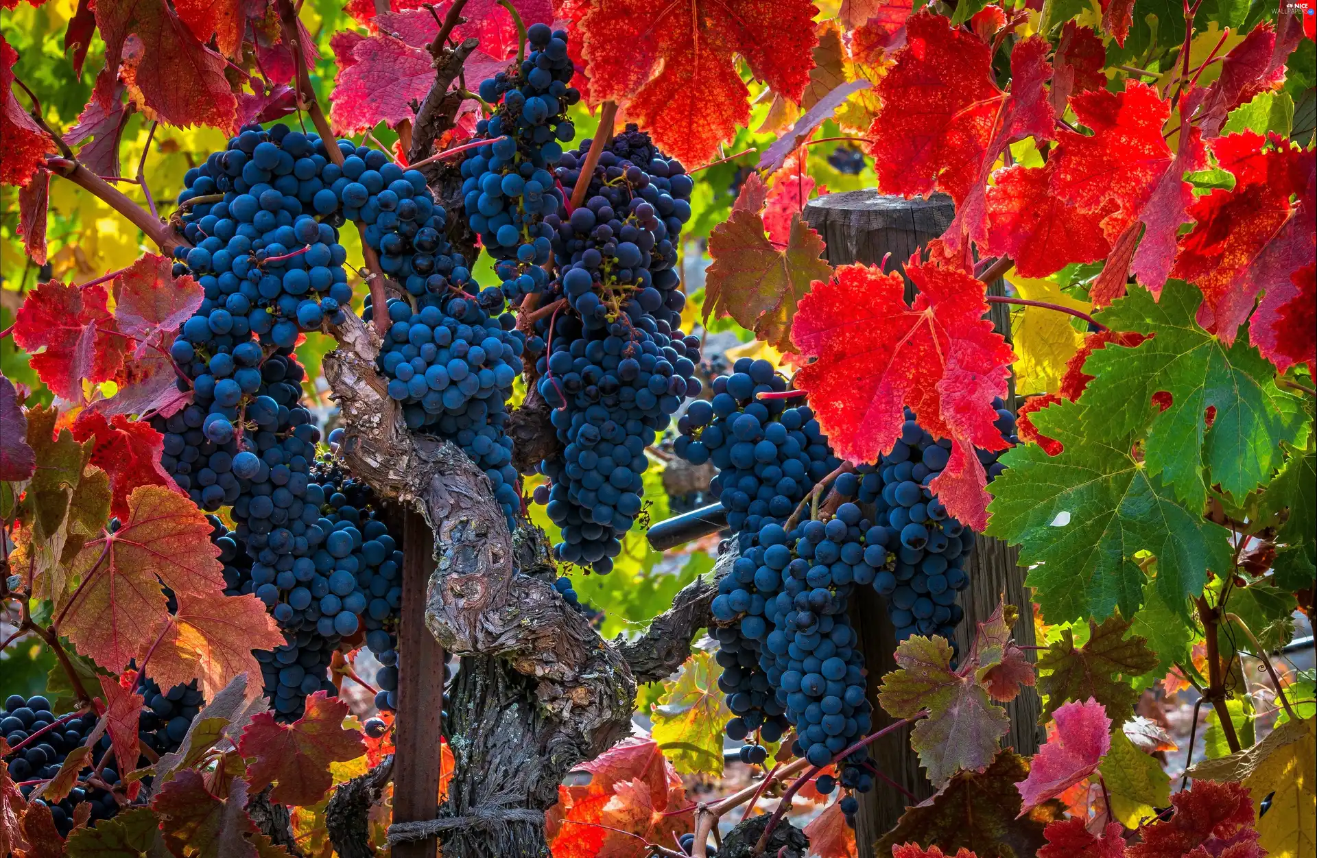 Mature, Grapes, Leaf, bunches