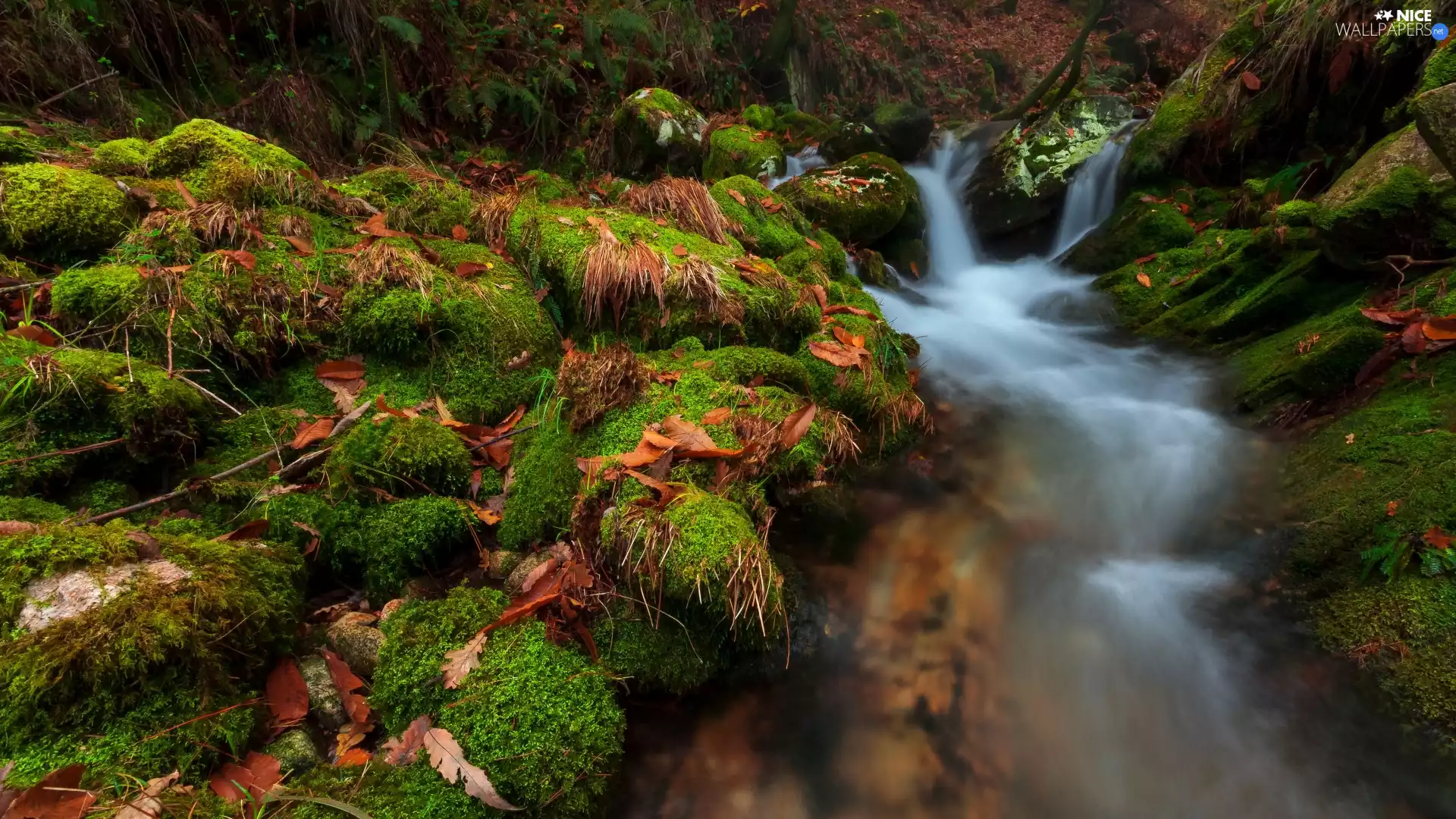fallen, Leaf, mossy, Stones, River