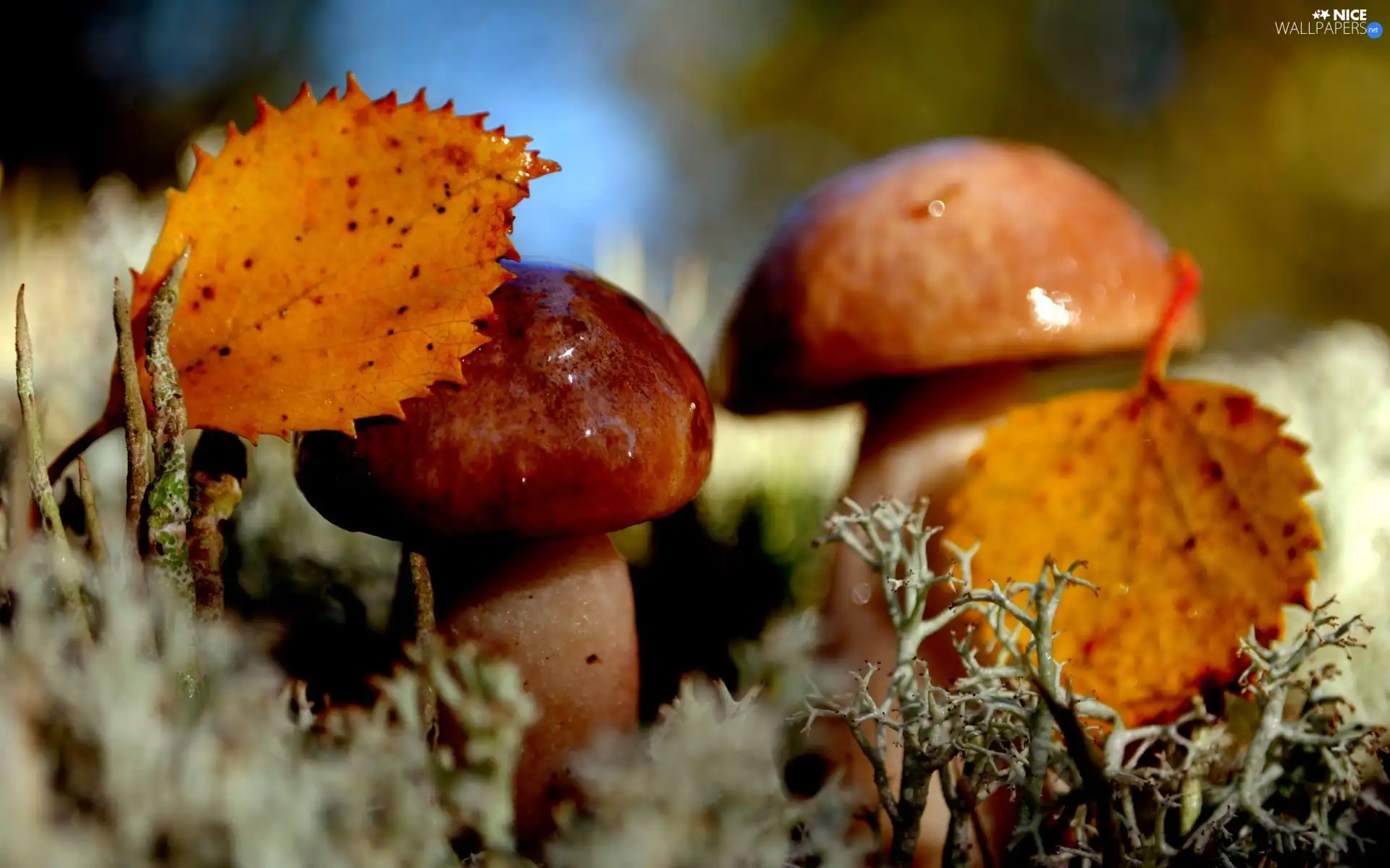 mushrooms, Leaf