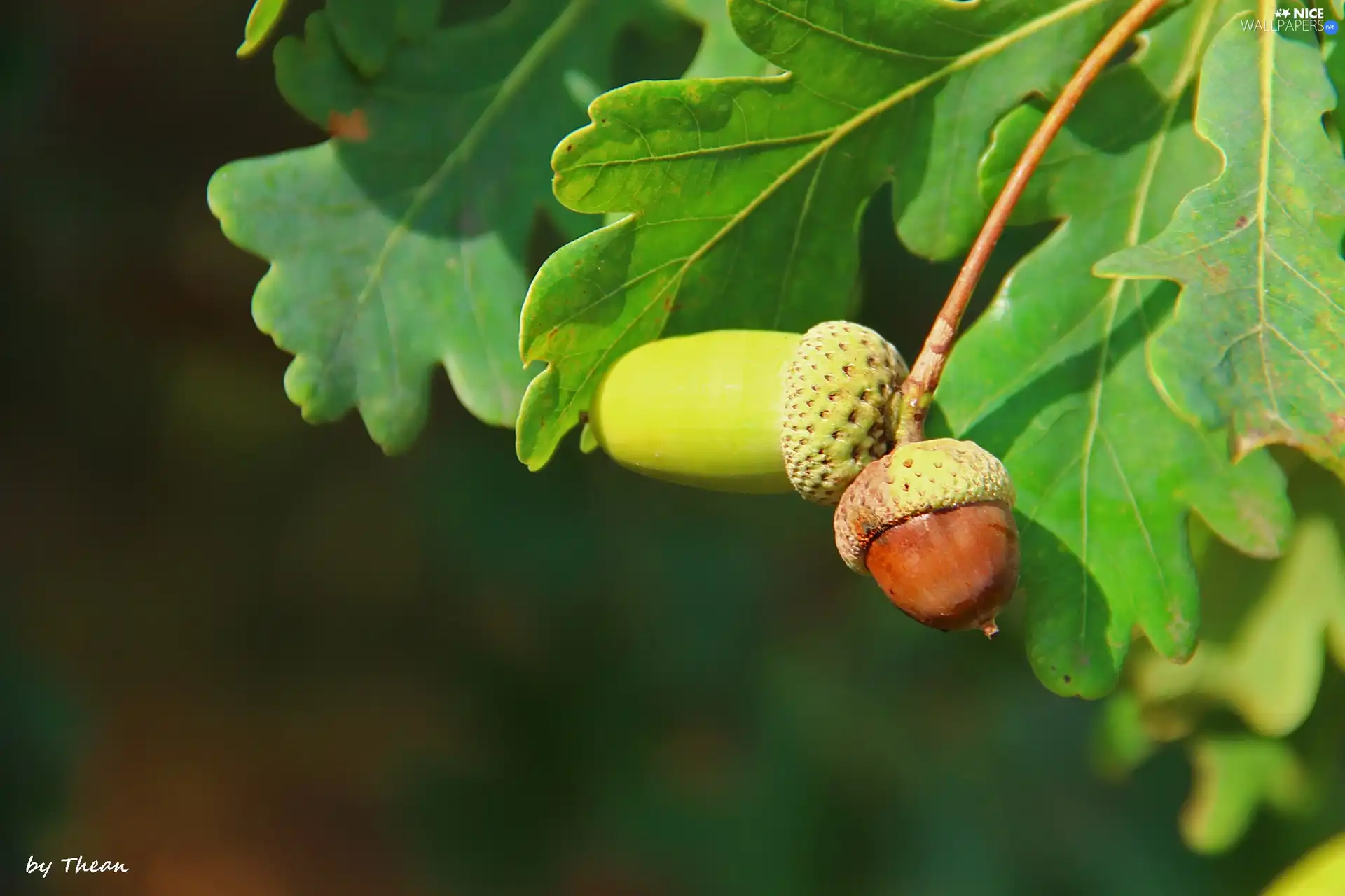 Leaf, Acorns, oak