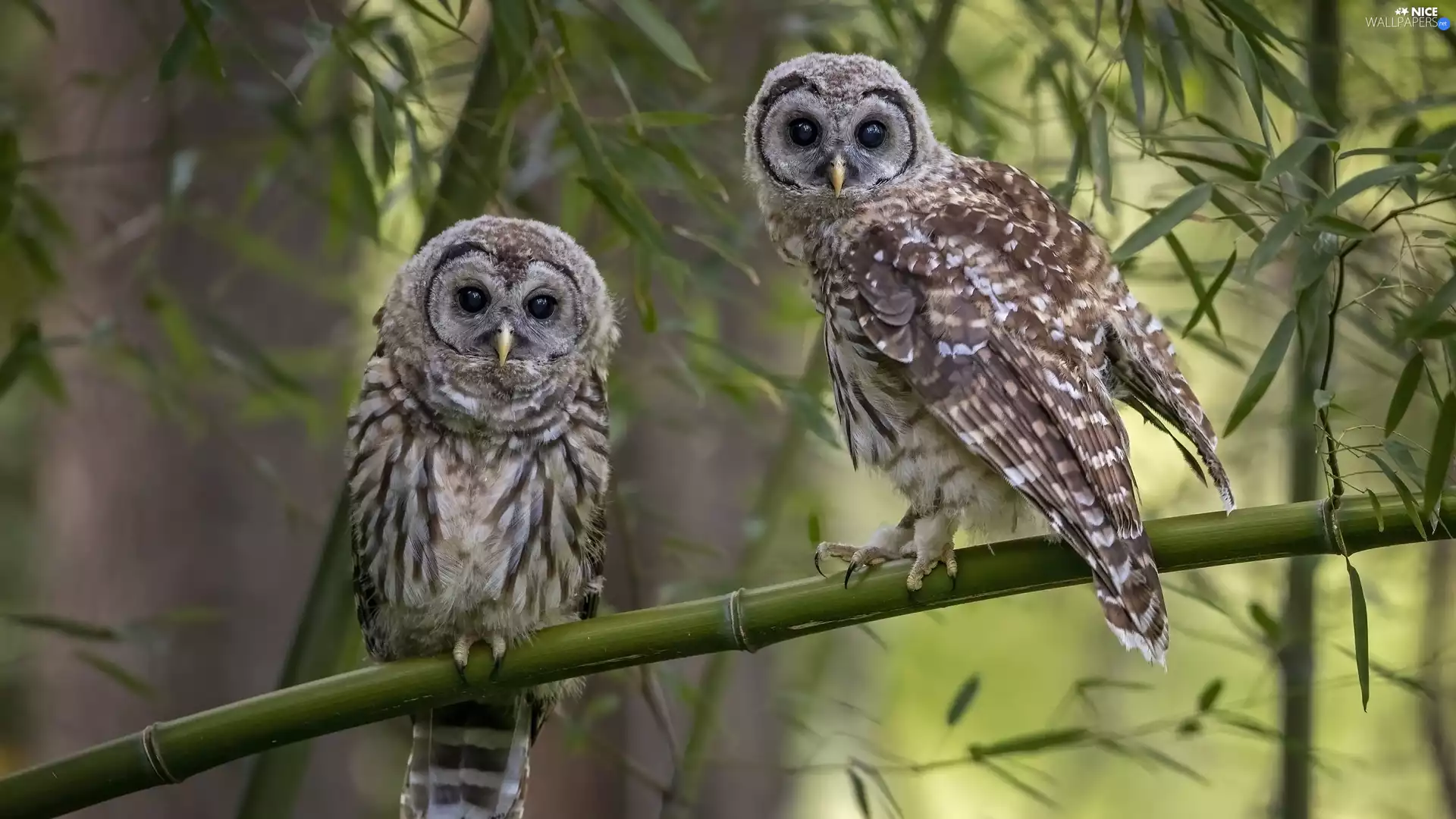 Owls, Leaf, owls, branch pics