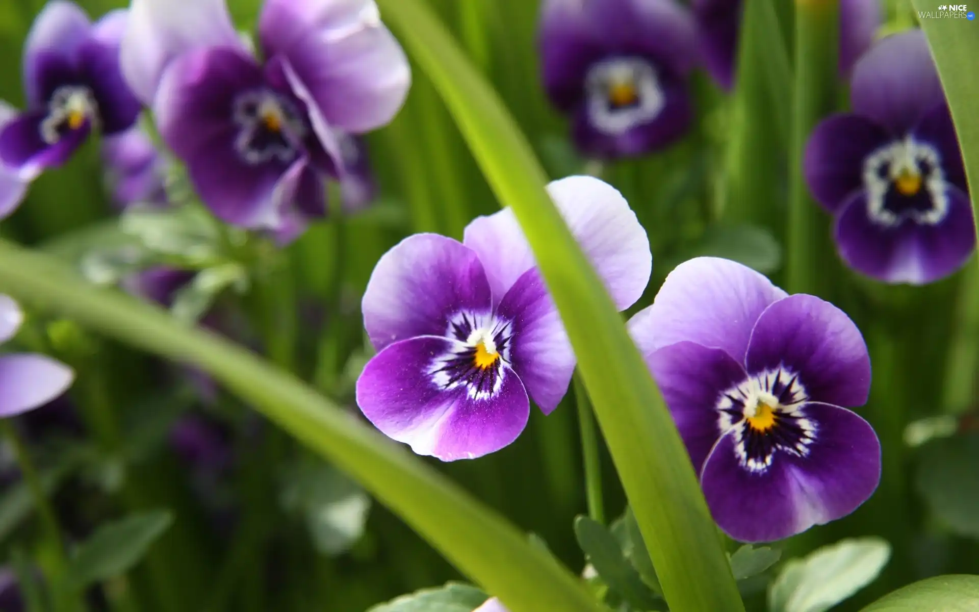 Leaf, Purple, pansies