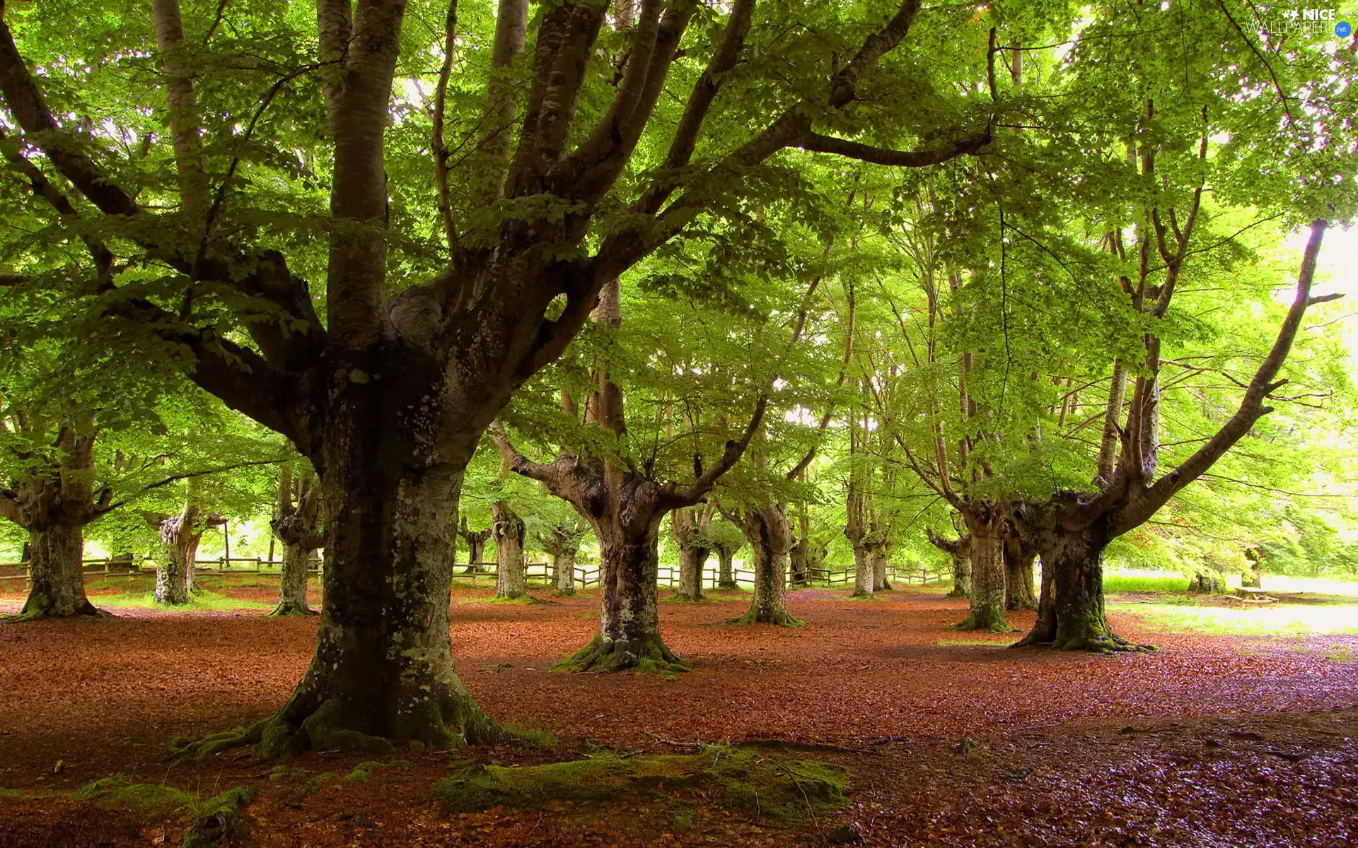 Park, viewes, Leaf, trees