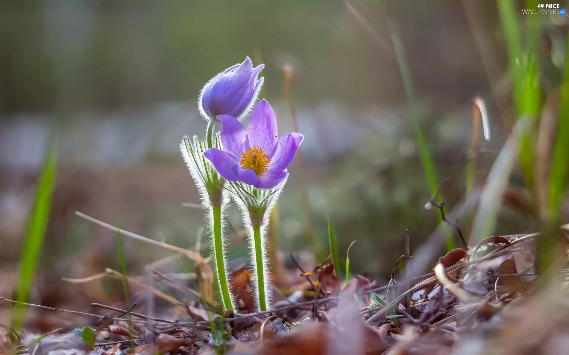 pasque, litter, blur, Leaf