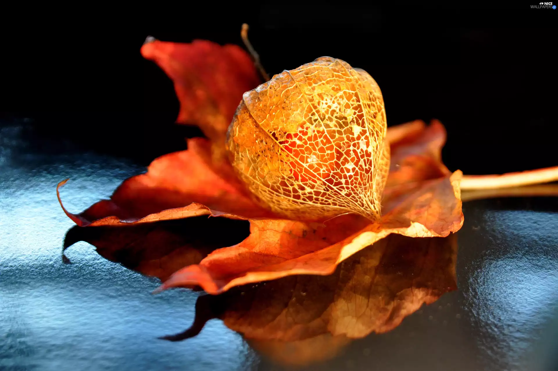 Orange, leaf, physalis, bloated, autumn