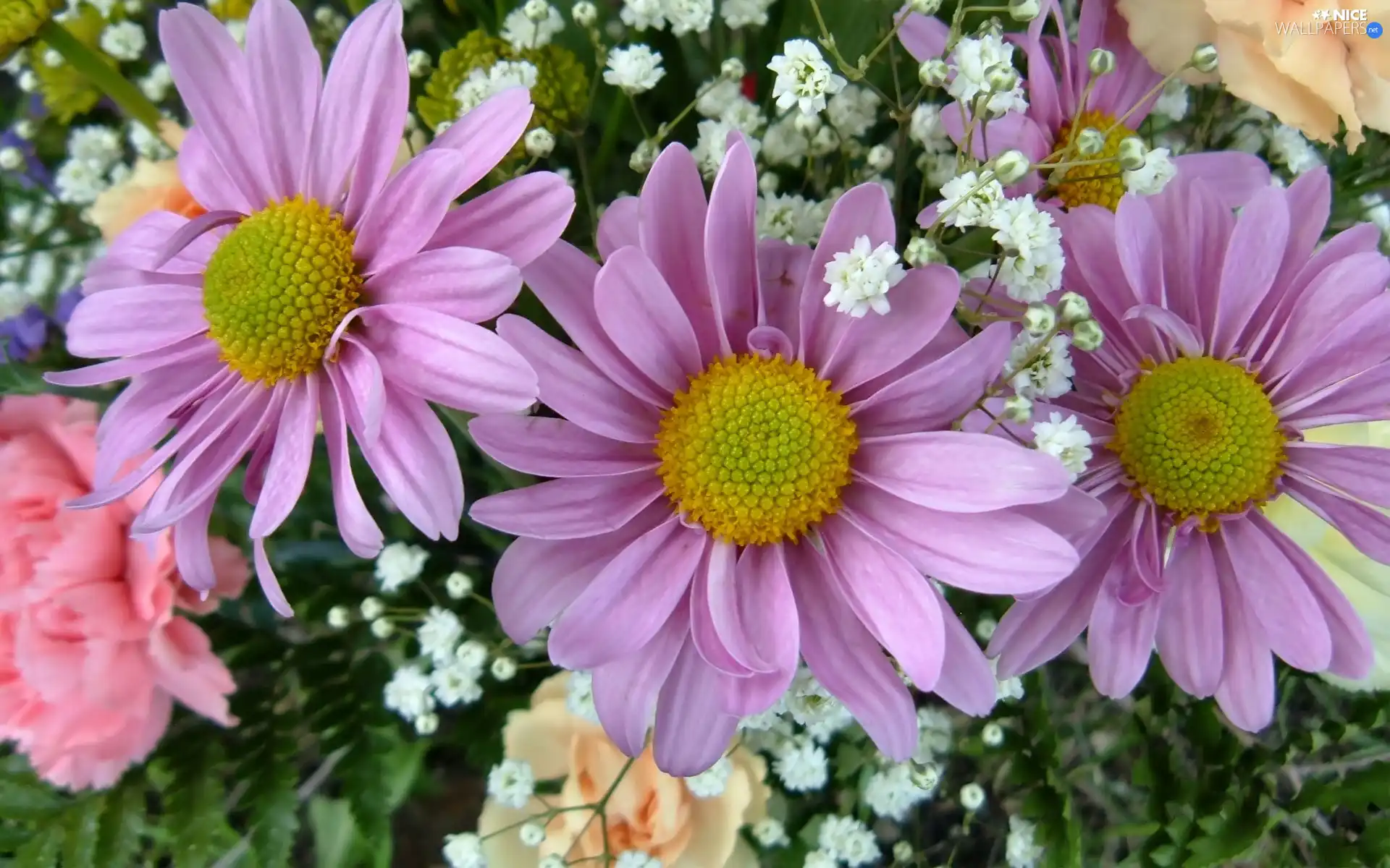 Leaf, gerberas, pink