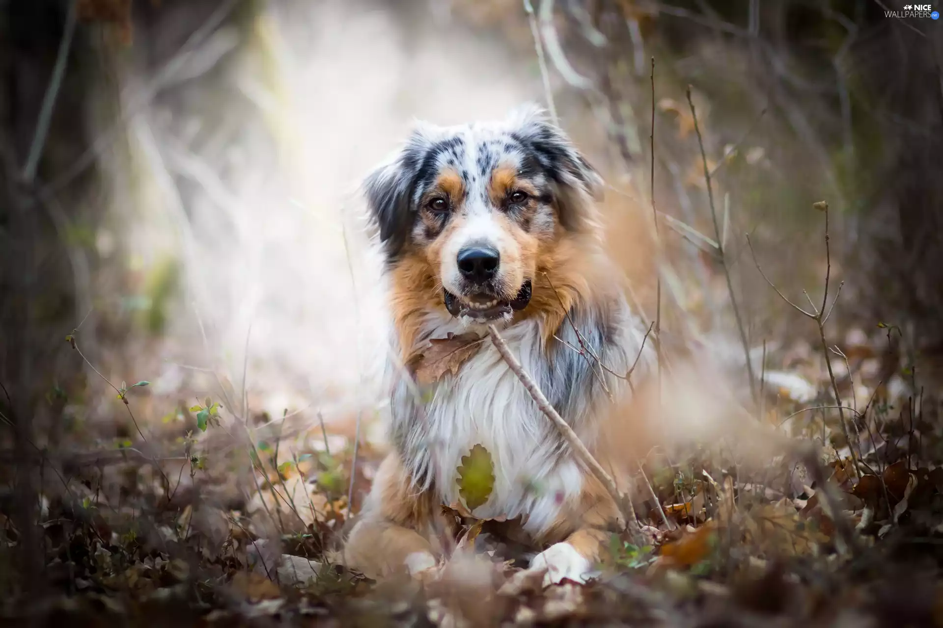 Plants, Australian Shepherd, Leaf