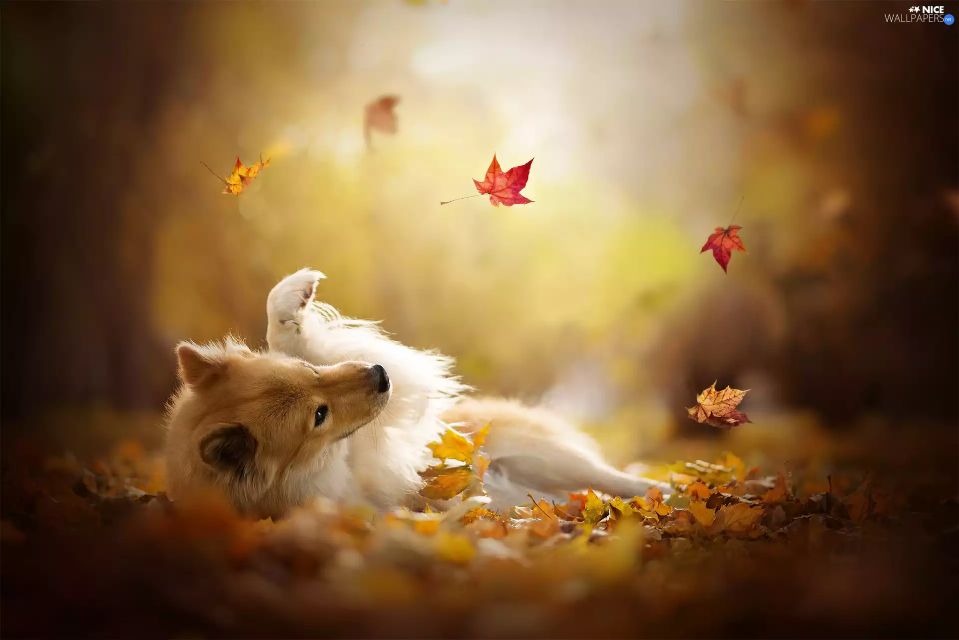 Autumn, Leaf, point, Eurasier, dog