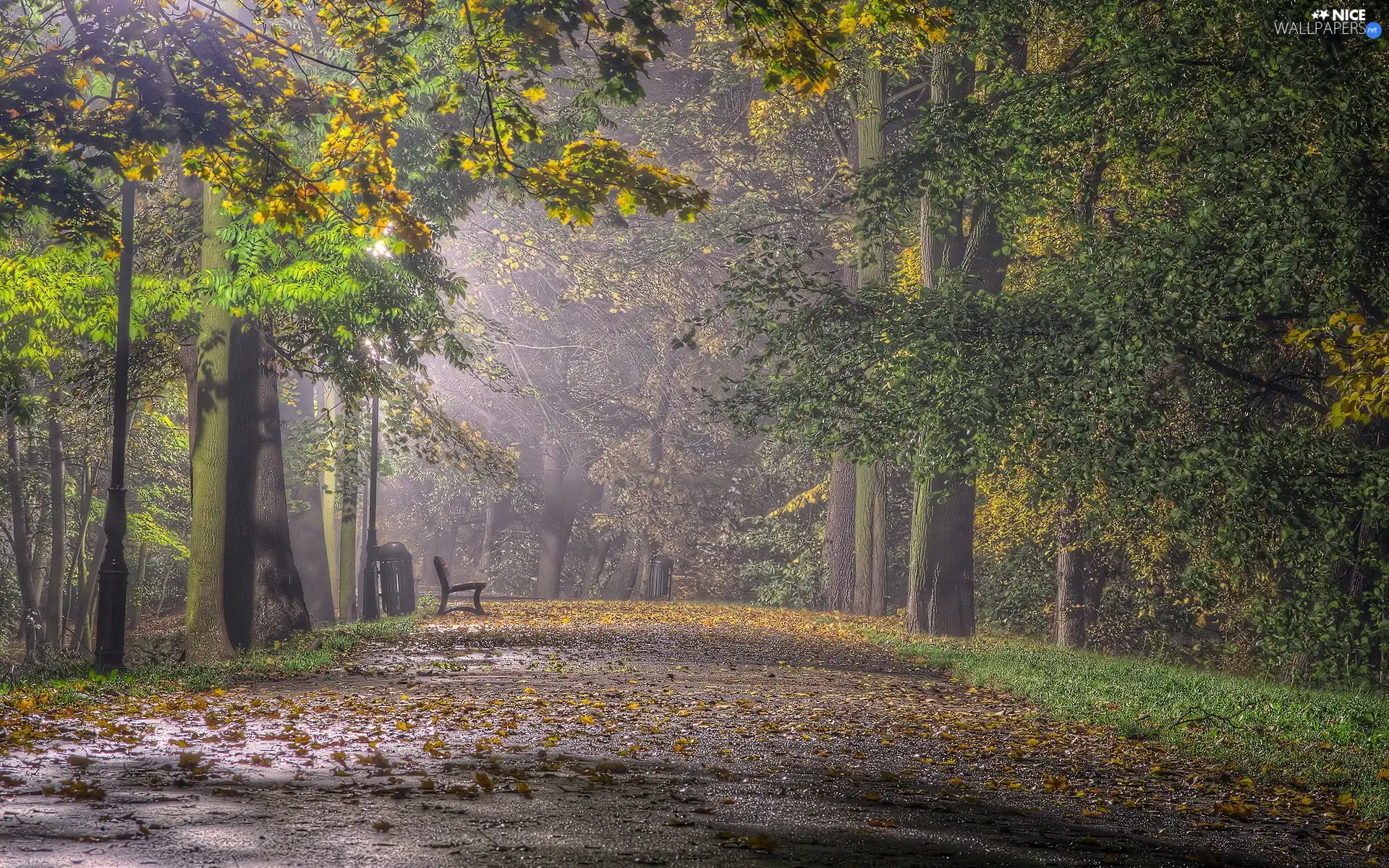 flash, Bench, Przebijające, Fog, ligh, Park, Leaf, autumn, luminosity, sun