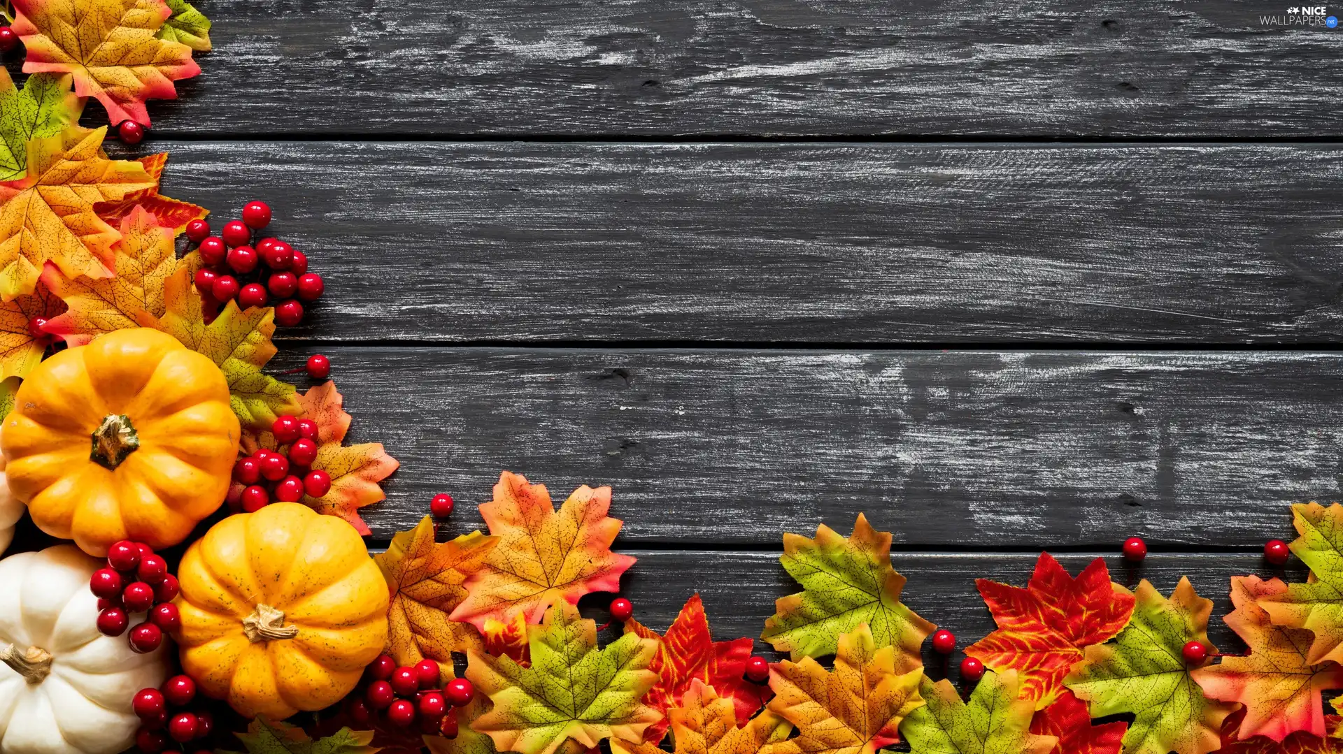 pumpkin, boarding, composition, Leaf