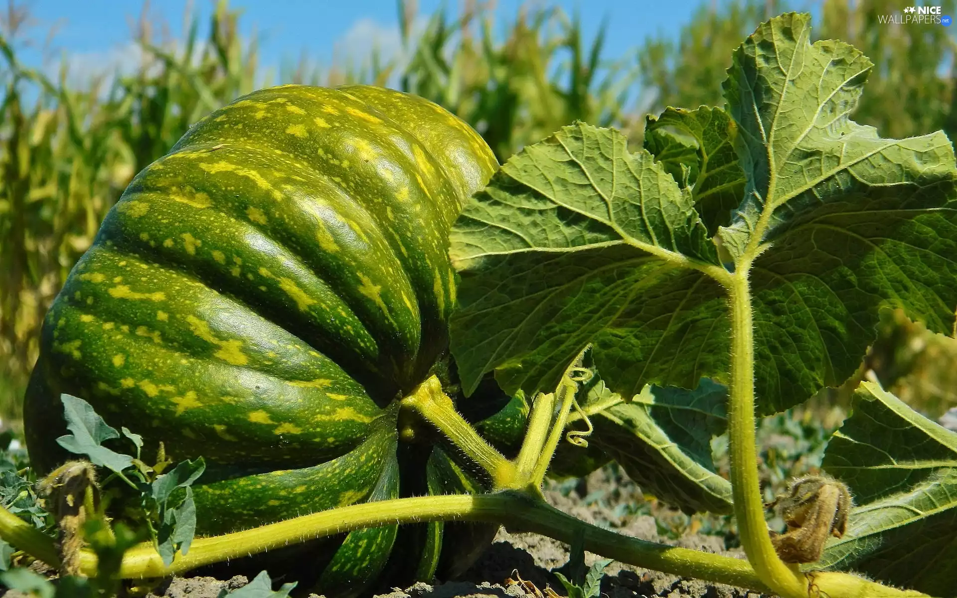 Leaf, Green, pumpkin