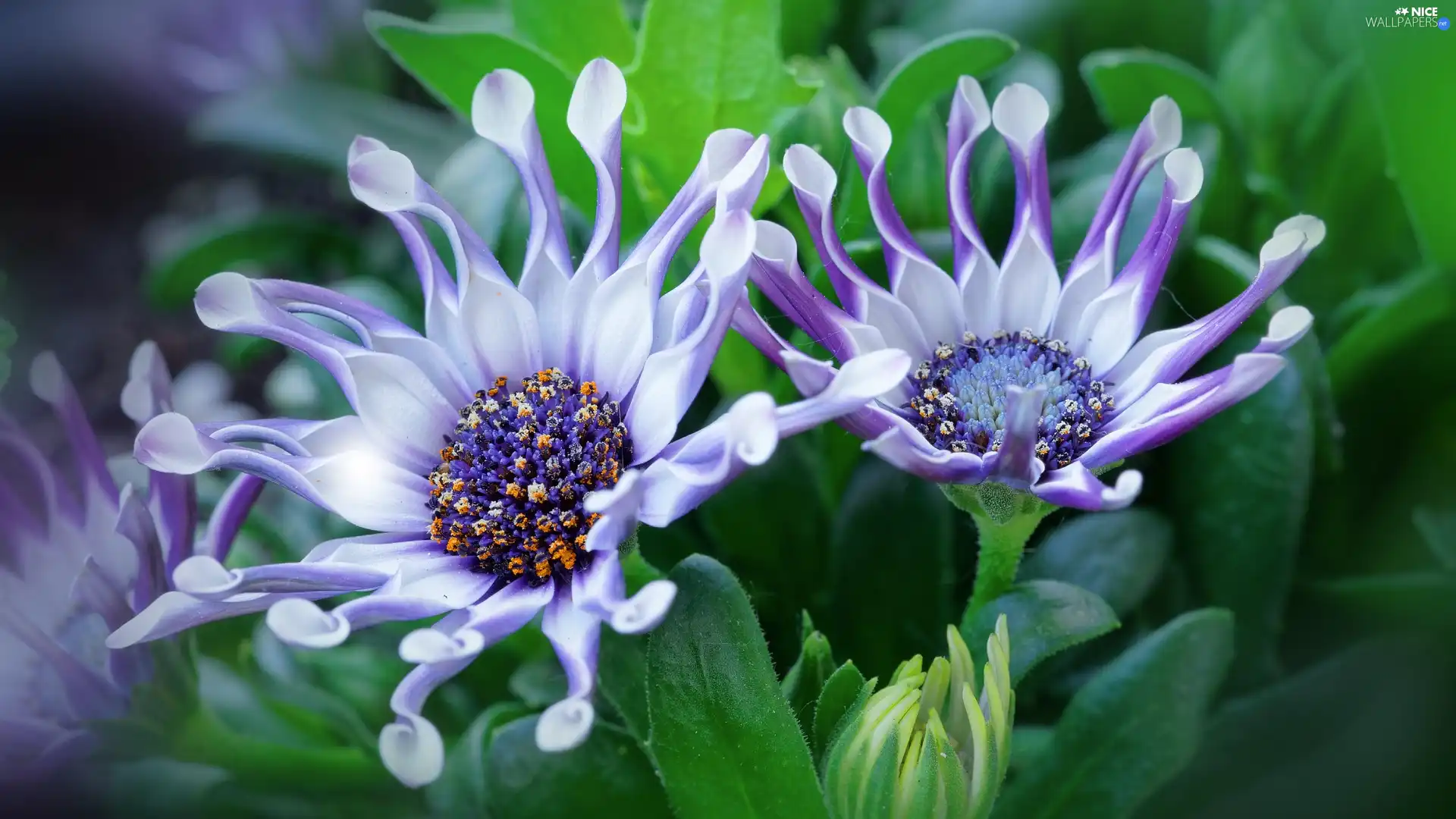 Flowers, African Daisies, Leaf, White-Purple