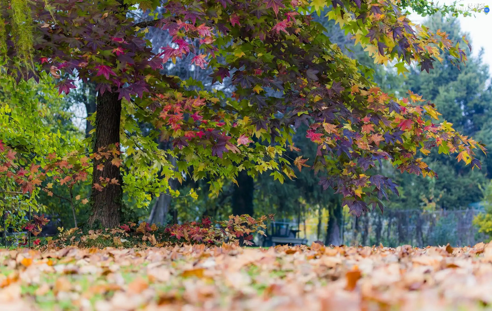 Leaf, trees, purple