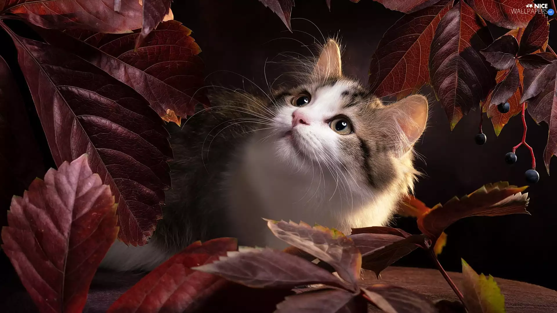 Brown, Leaf, Ragdoll, mouth, cat